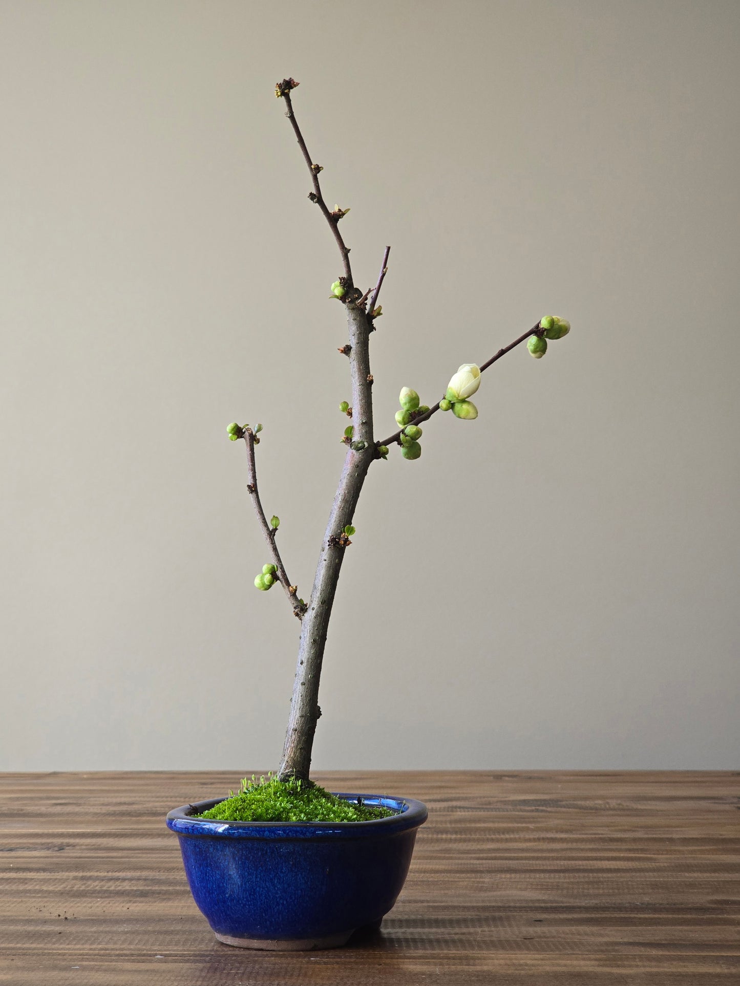Quince Bonsai #03
