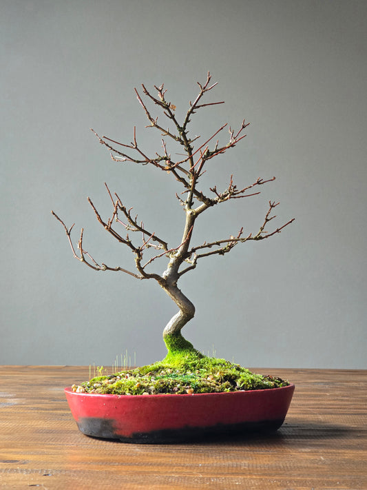 Trident Maple Bonsai with handmade pot