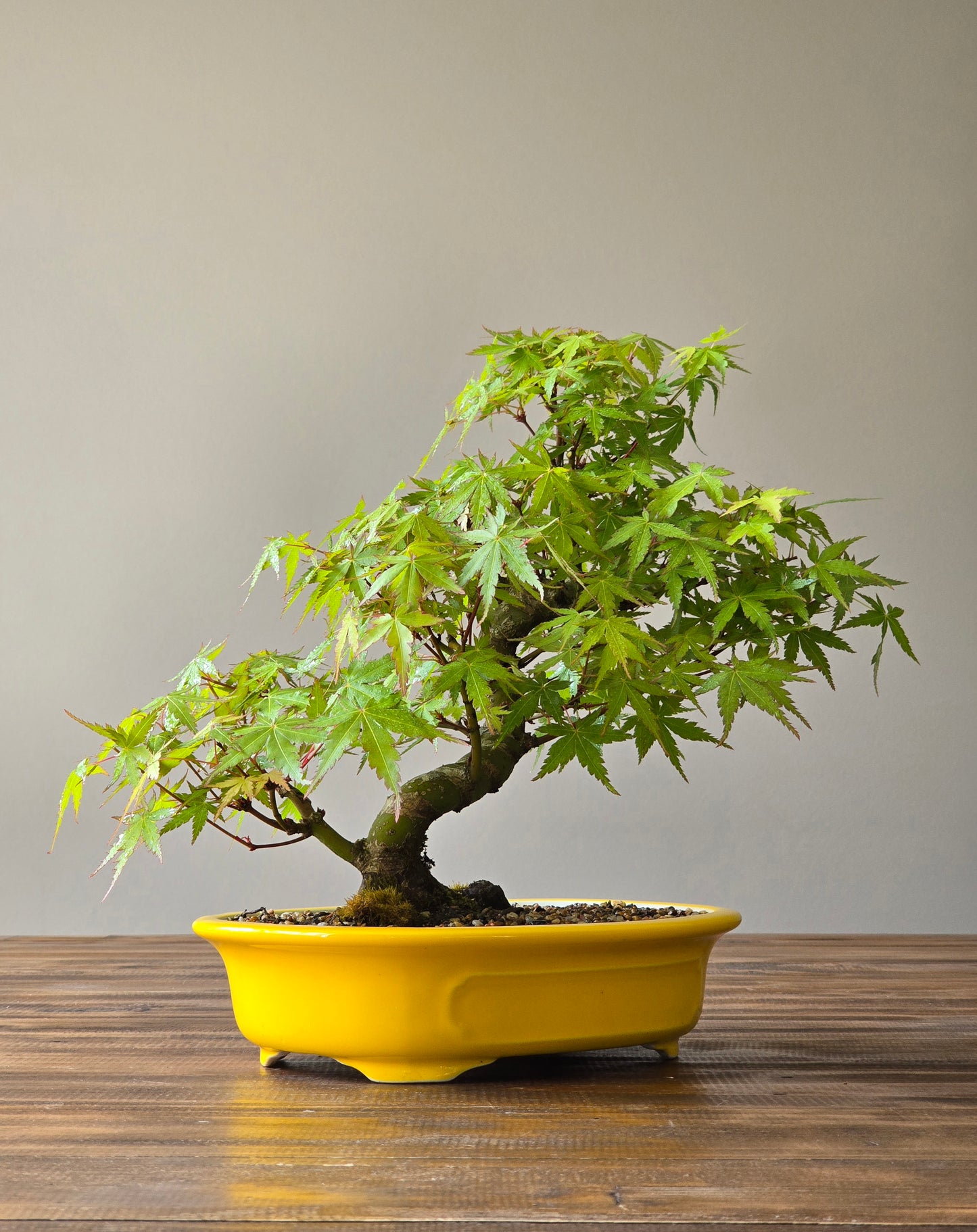 Advanced Japanese Maple Bonsai, Yellow Pot (Lay-by Available)