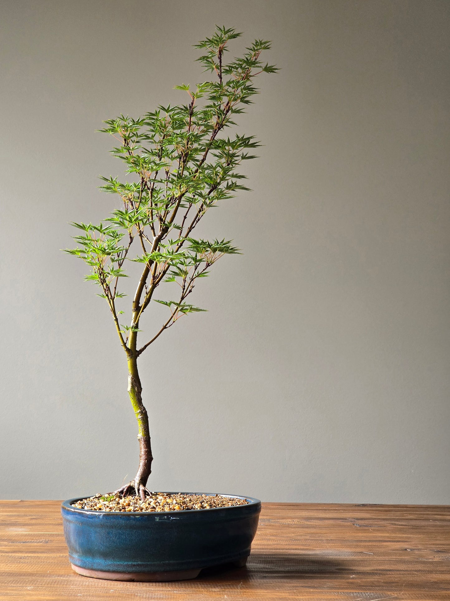 ‘Okushimo’ – Japanese Maple Bonsai