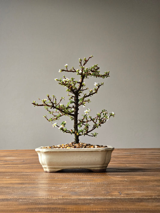 Cotoneaster Bonsai