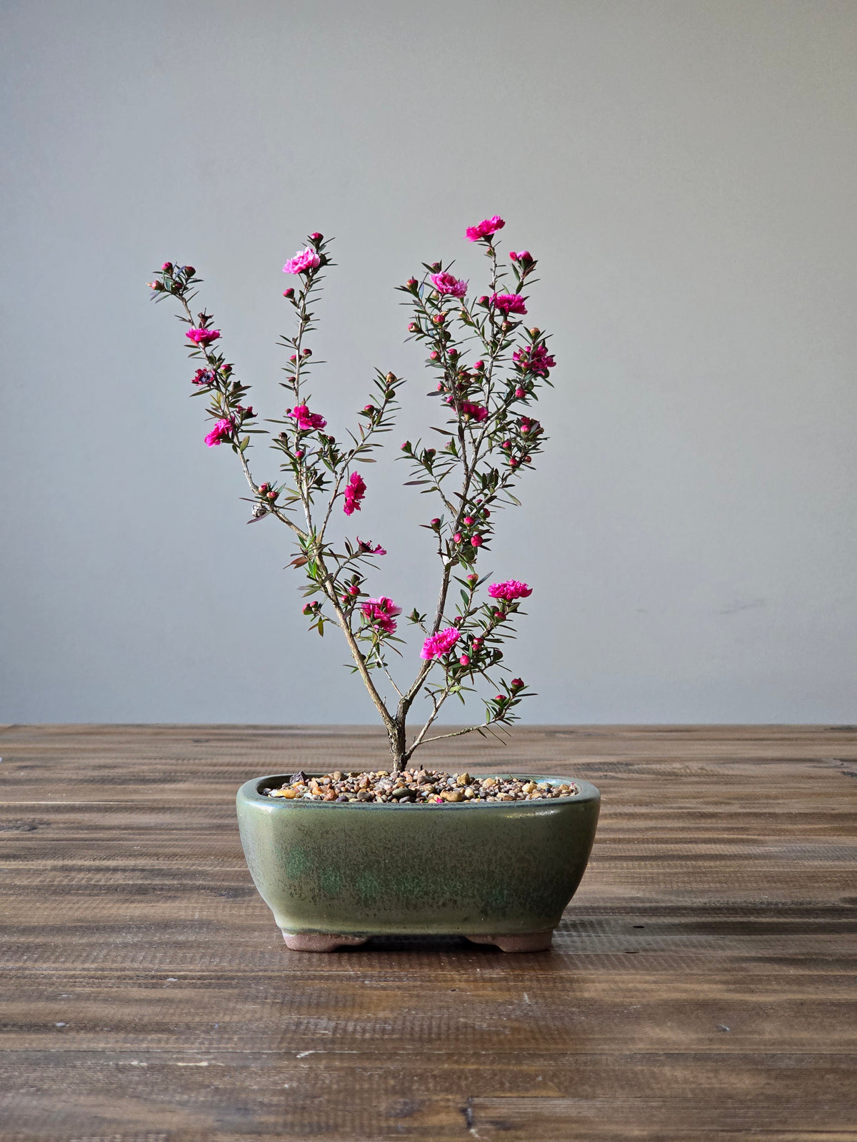 Tea Tree- Burgundy Queen