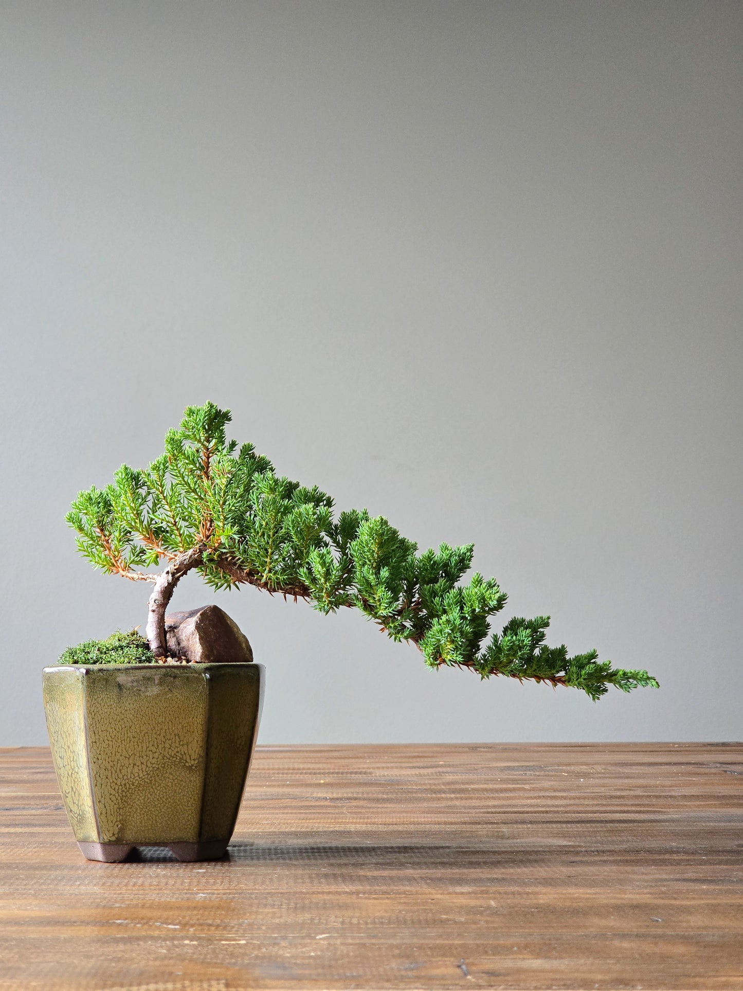Juniper Bonsai