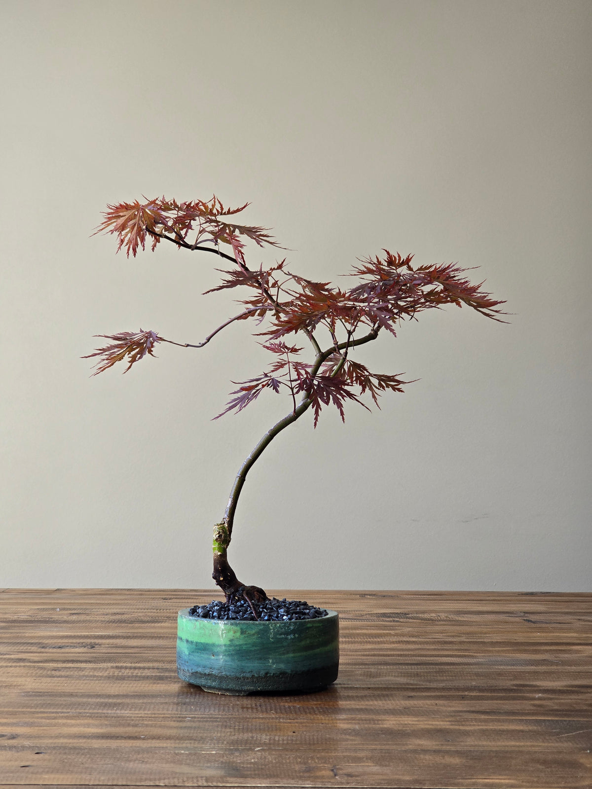 Japanese Maple "Baldsmith" handmade pot