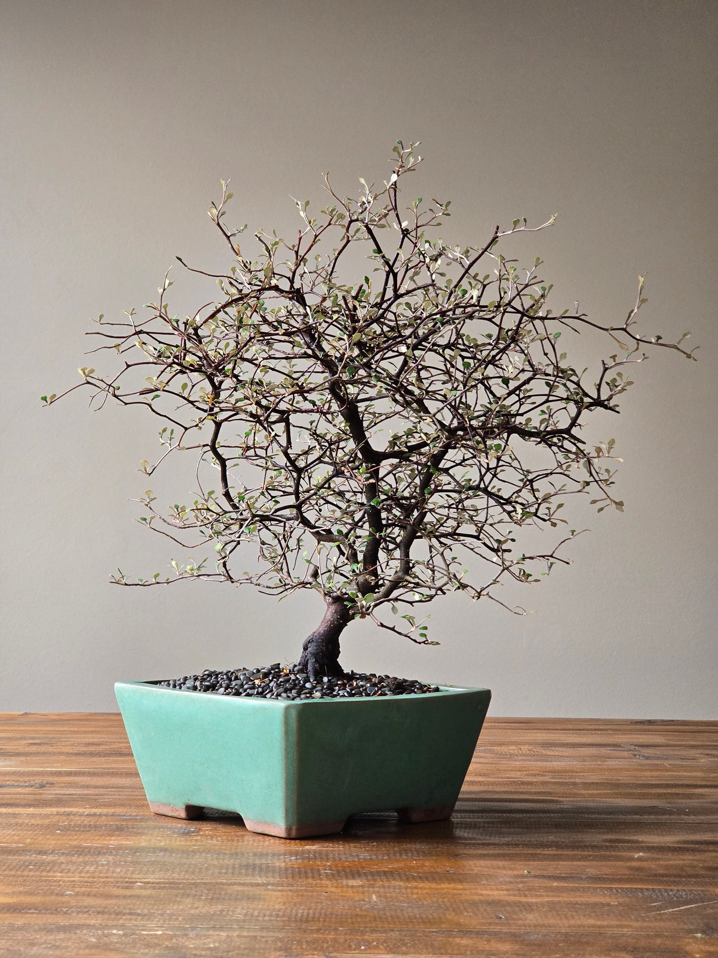 Large Corokia Bonsai