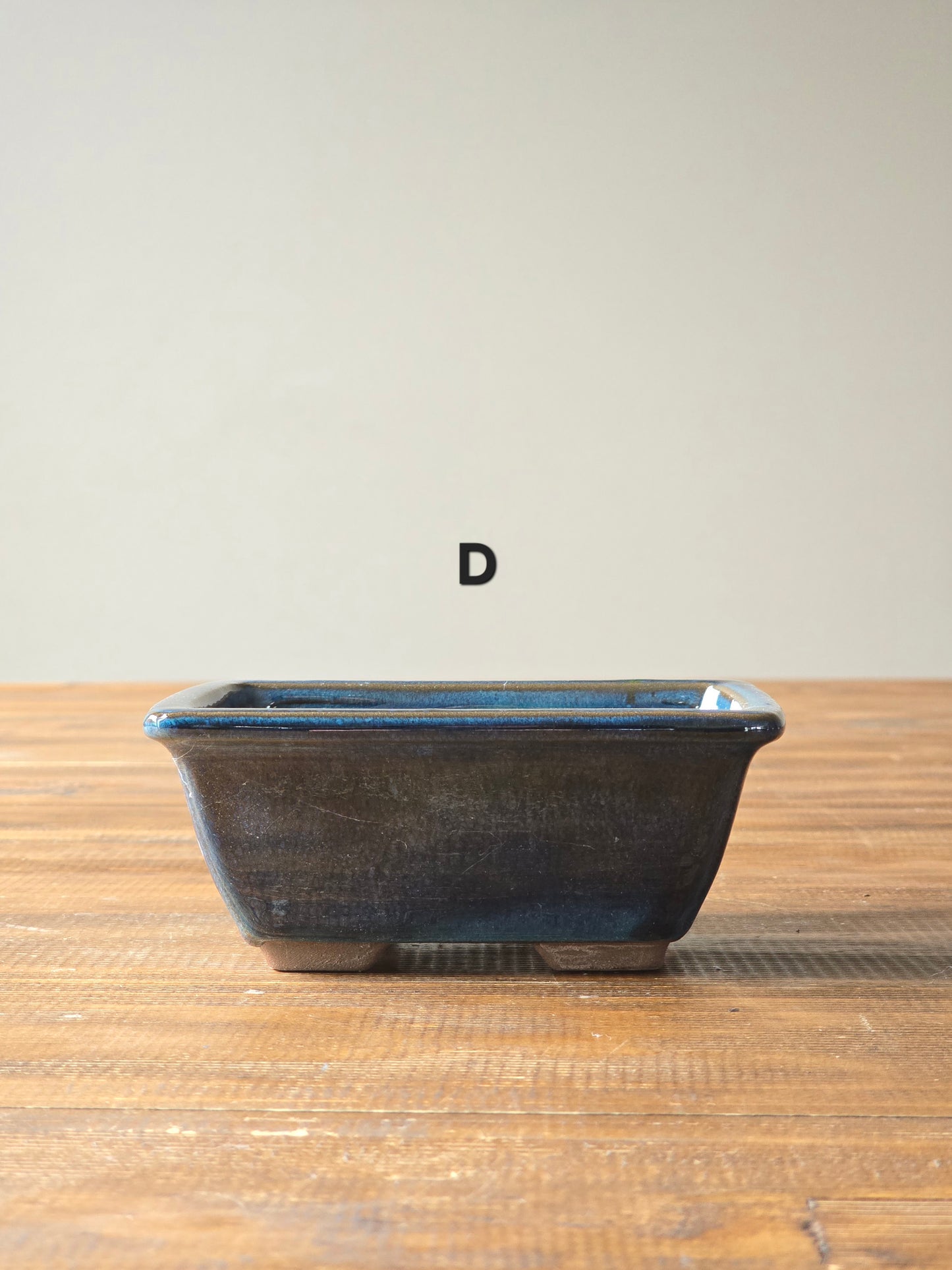 Japanese Maple Bonsai Starter