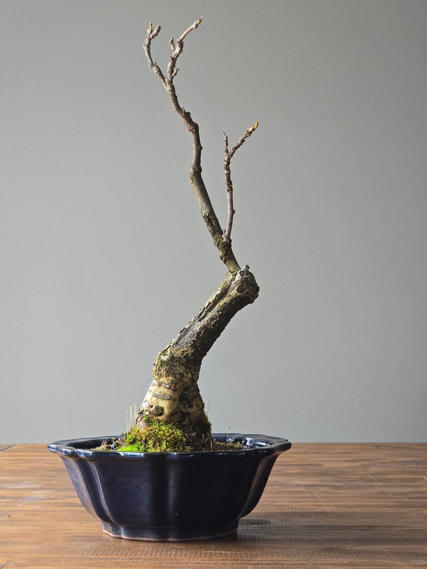 Japanese Wisteria - Violacea Plena ( Lay-by Available)