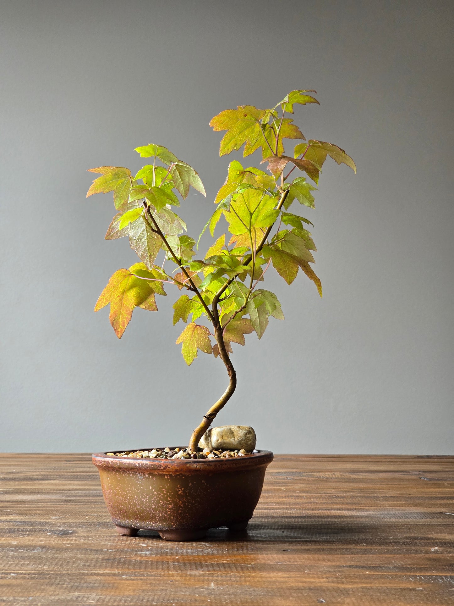 American Sweetgum Bonsai