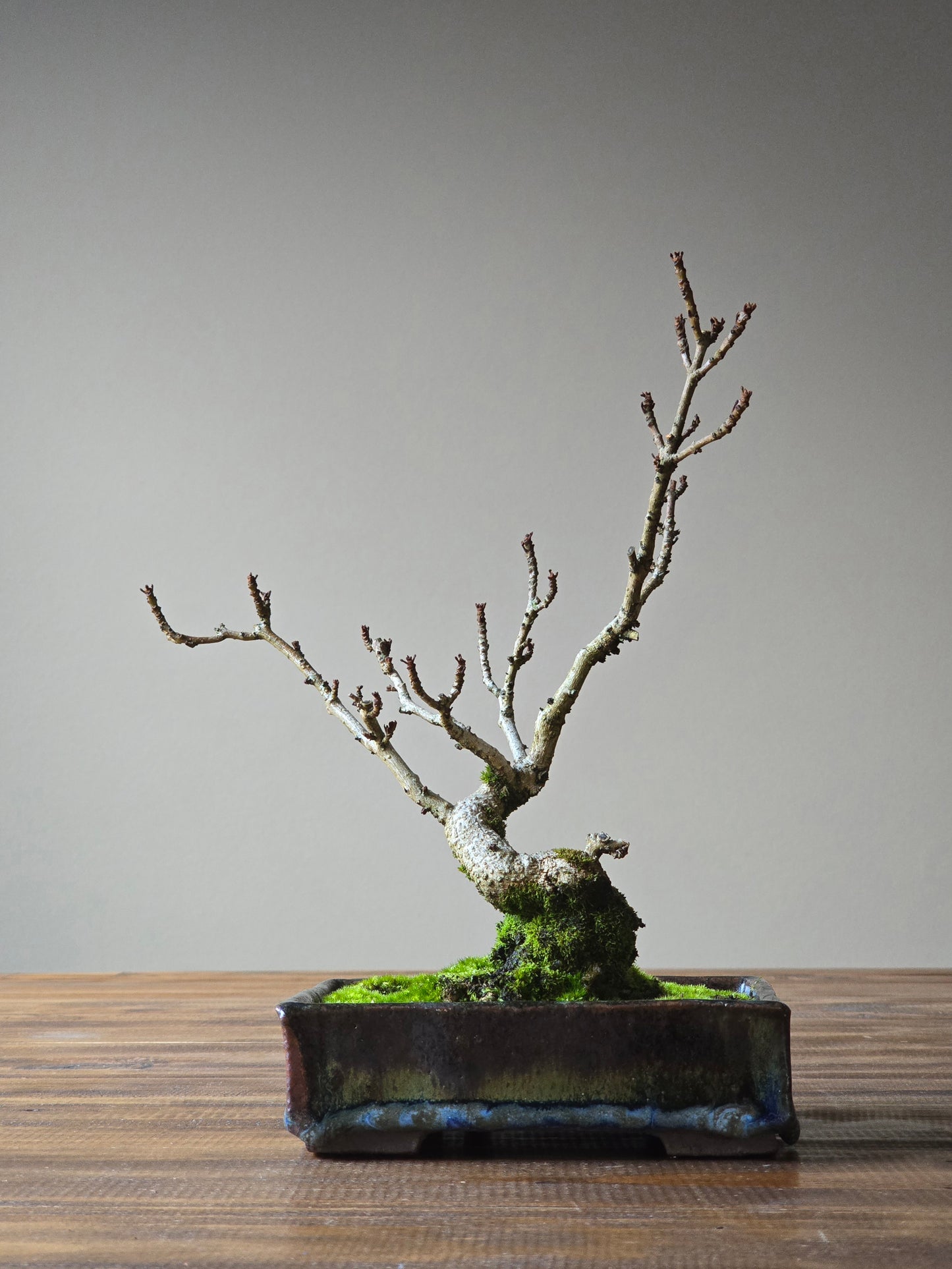 Desert Ash Bonsai, handmade pot