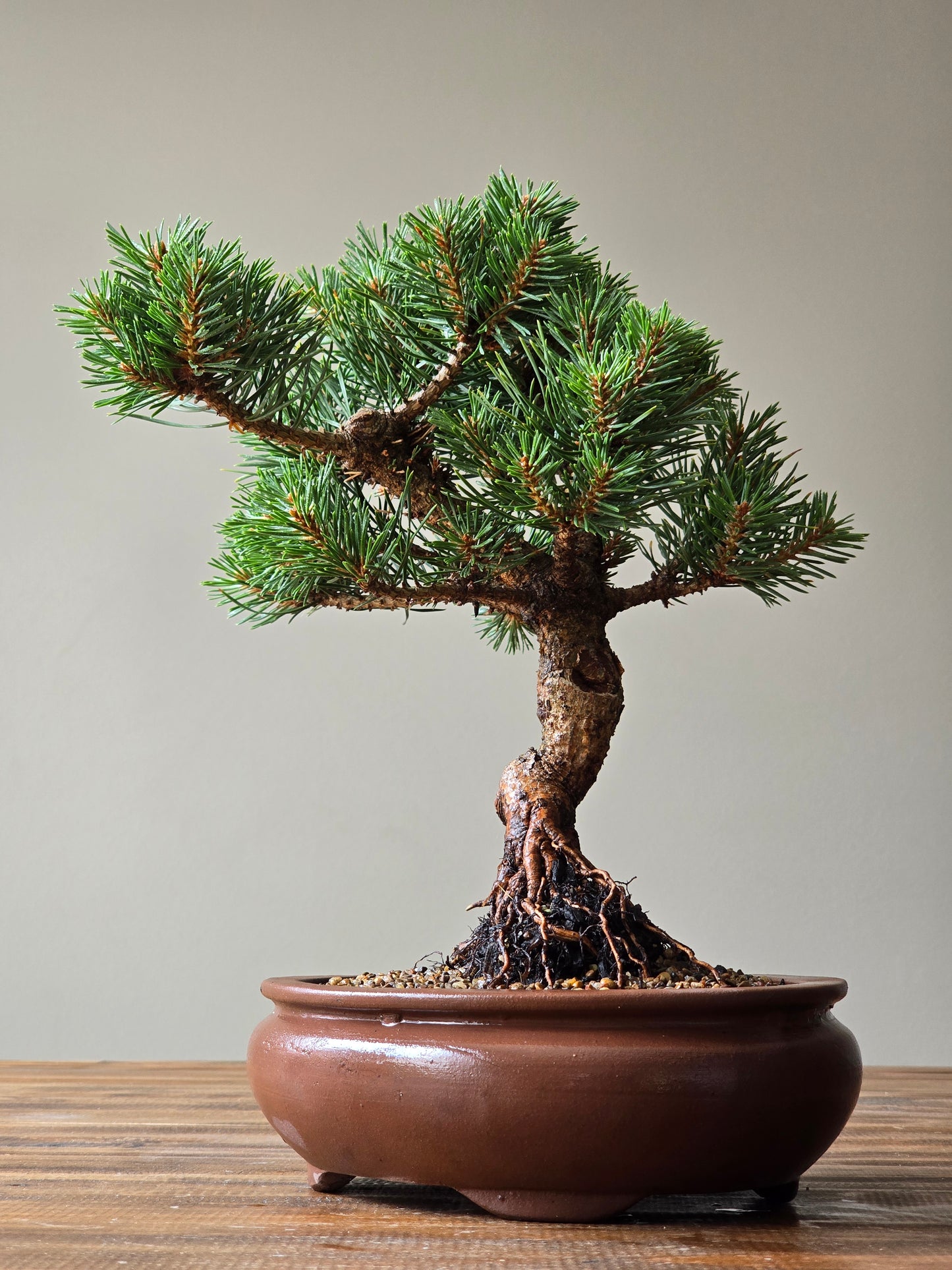 Pinus Sylvestris Saxatilis Bonsai