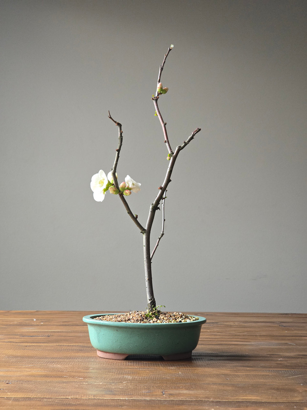 Quince Bonsai
