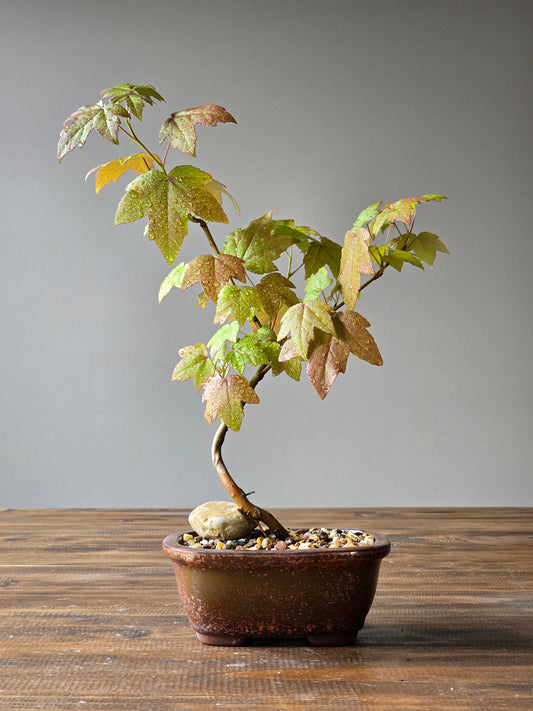 American Sweetgum Bonsai