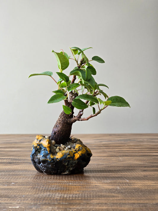 Mame Ficus Rubiginosa (Port Jackson Fig) Bonsai in handmade pot