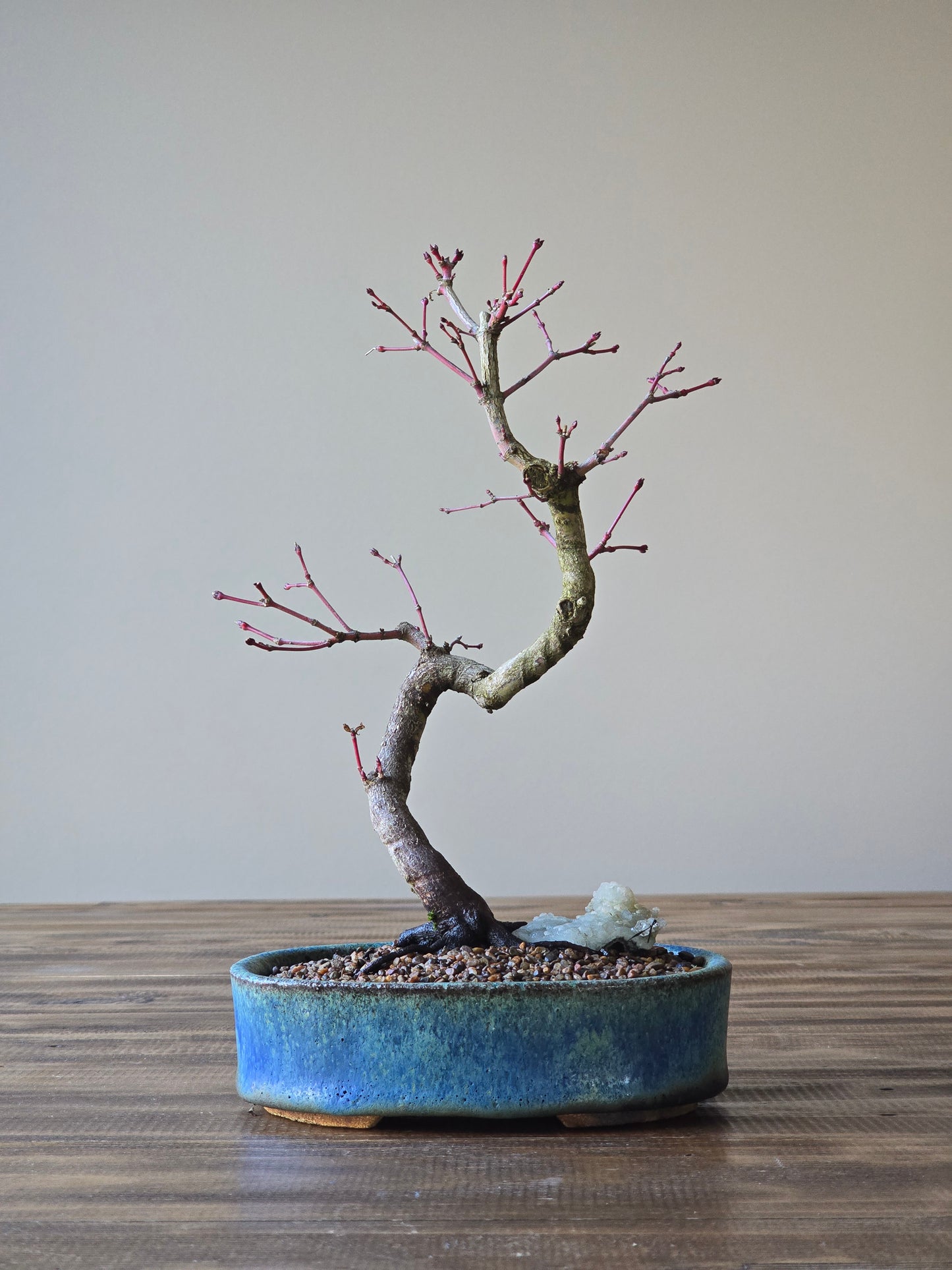 Coral Bark Japanese Maple with handmade pot
