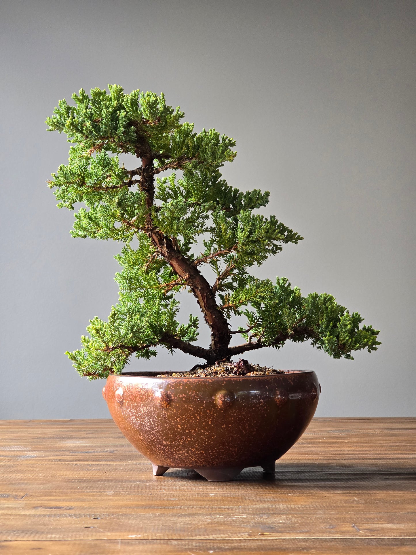 Large Juniper Bonsai (PICKUP ONLY)