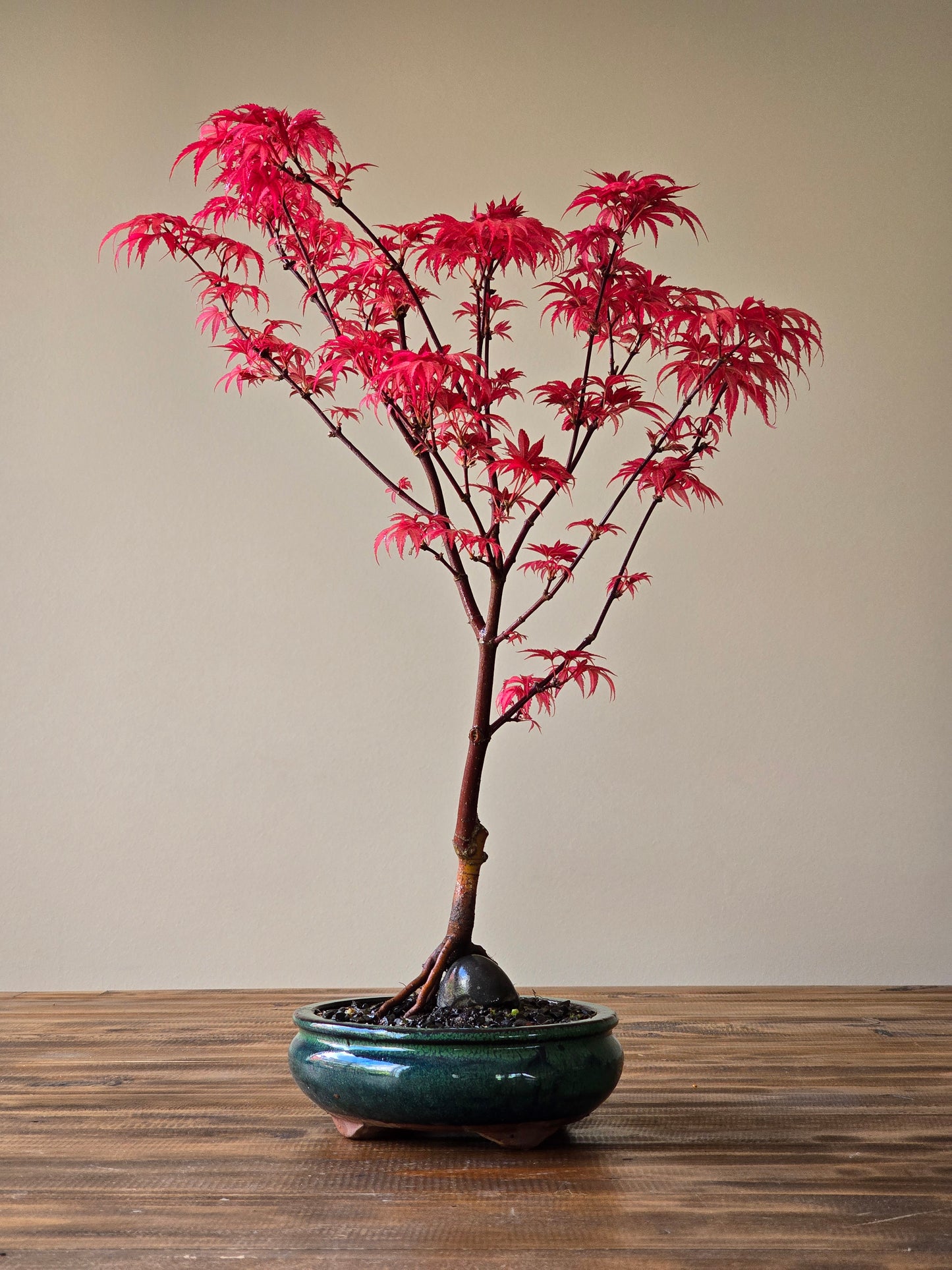Skeeter's Broom Japanese Maple Bonsai