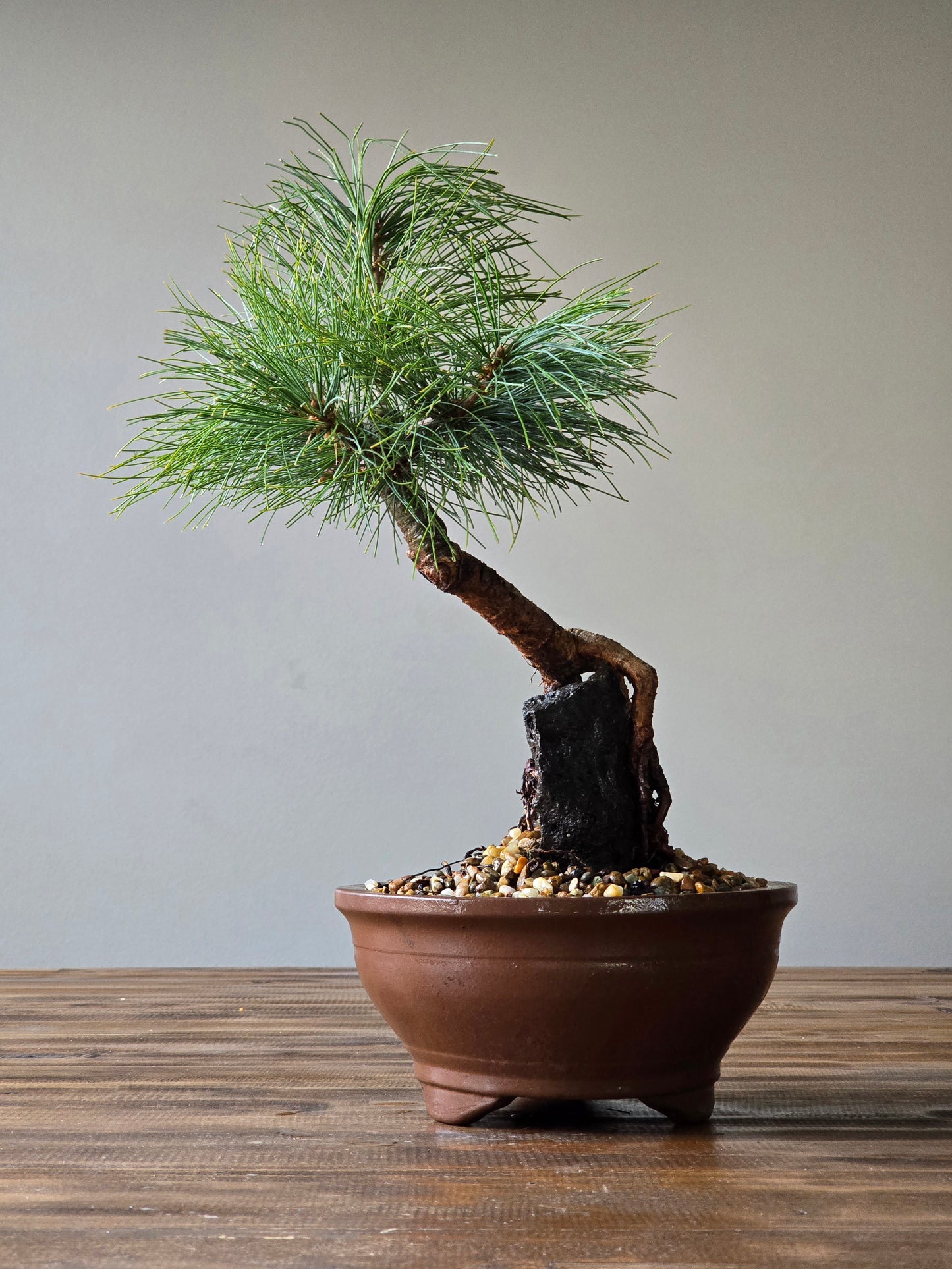 Eastern White Pine, Root-Over-Rock (Lay-by Available)