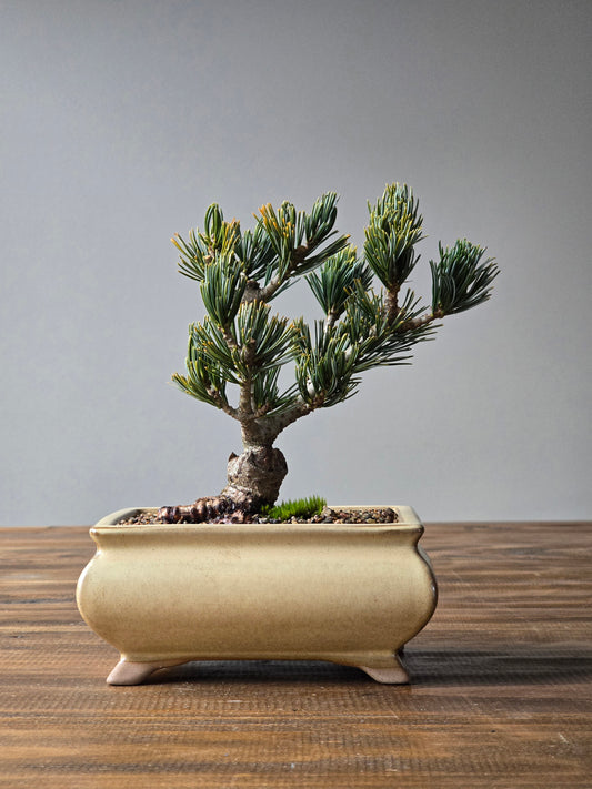 Japanese White Pine - FUKAI