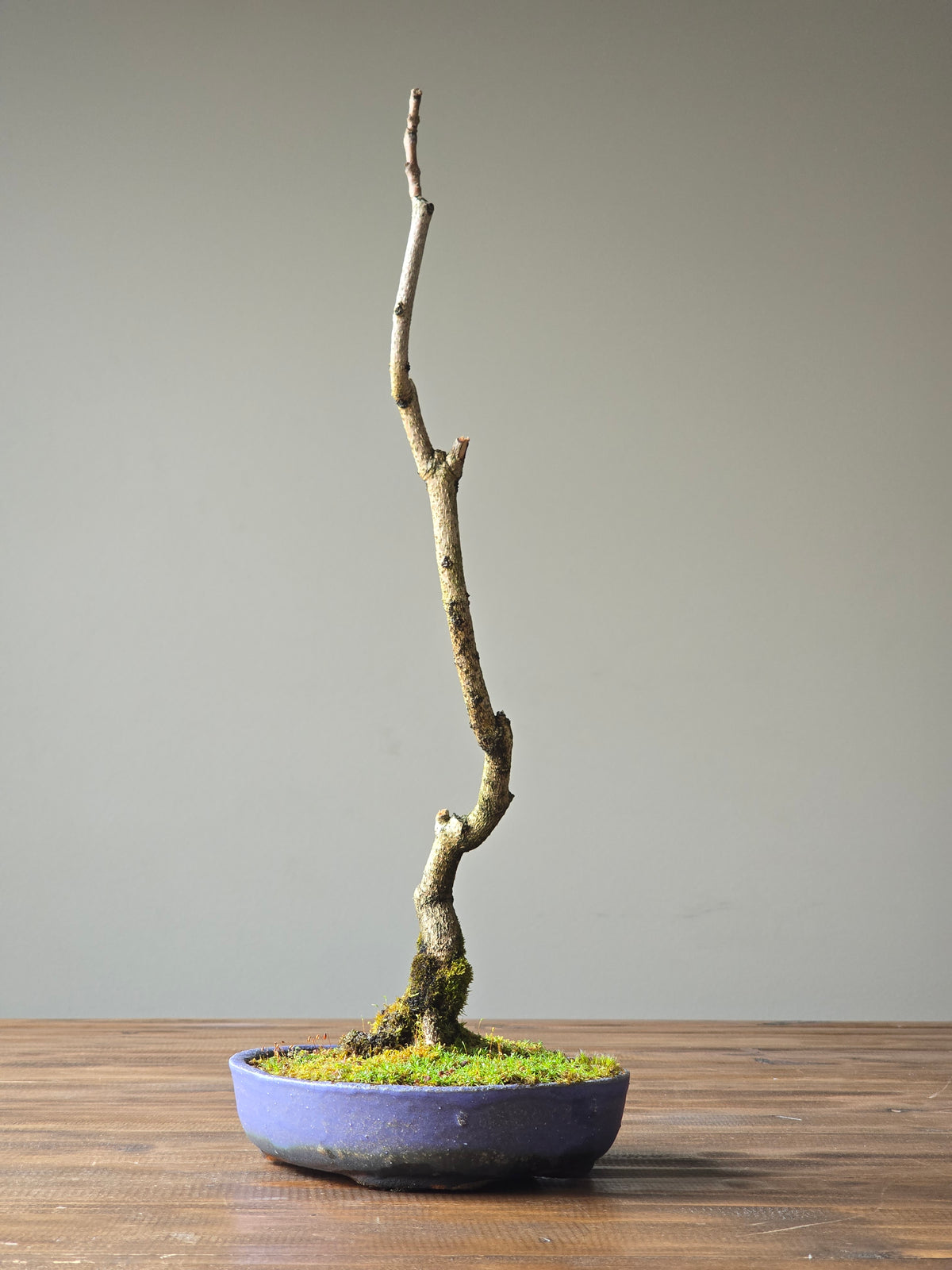 Jacaranda Bonsai with handmade pot