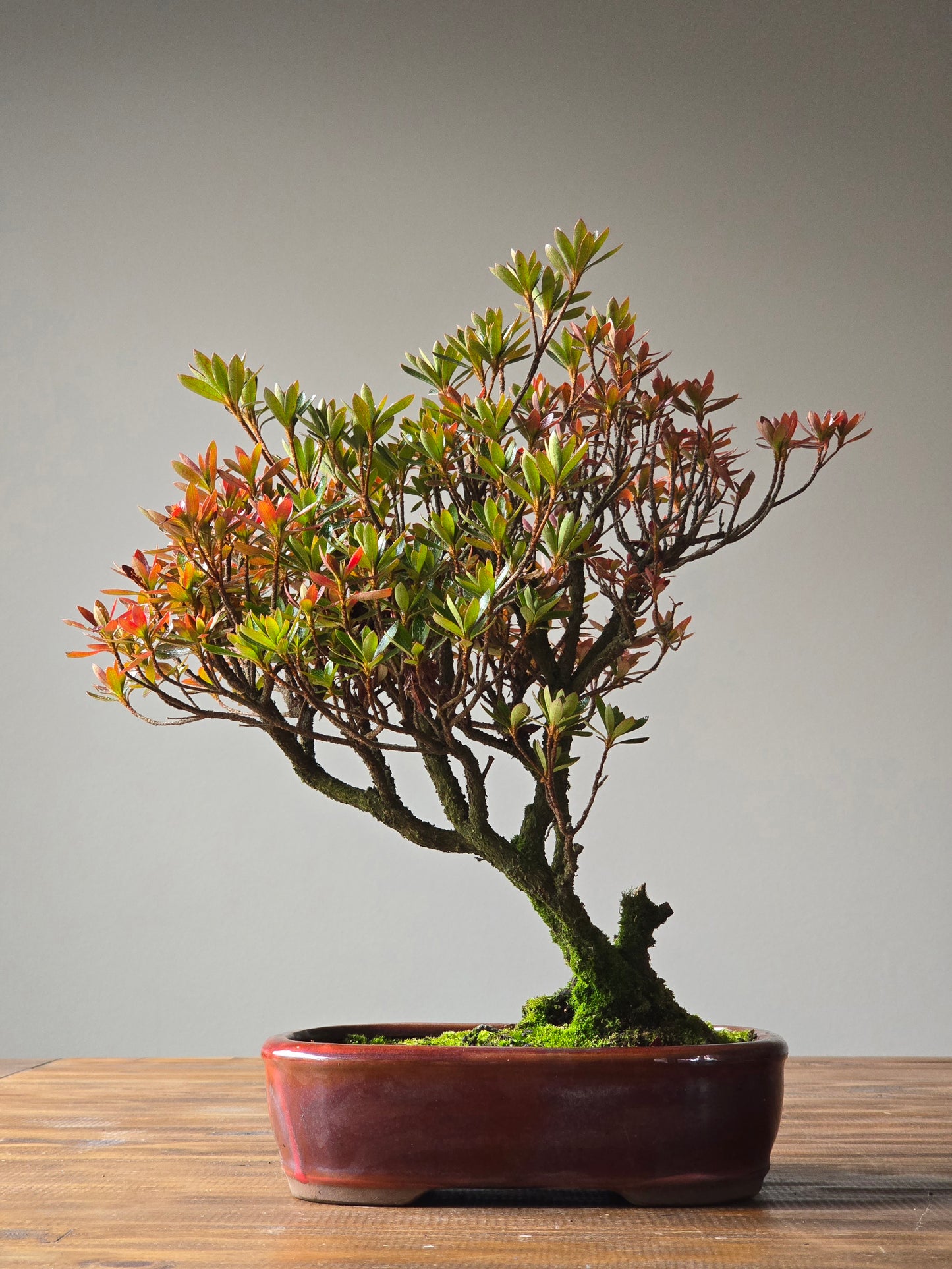 Azalea Bonsai