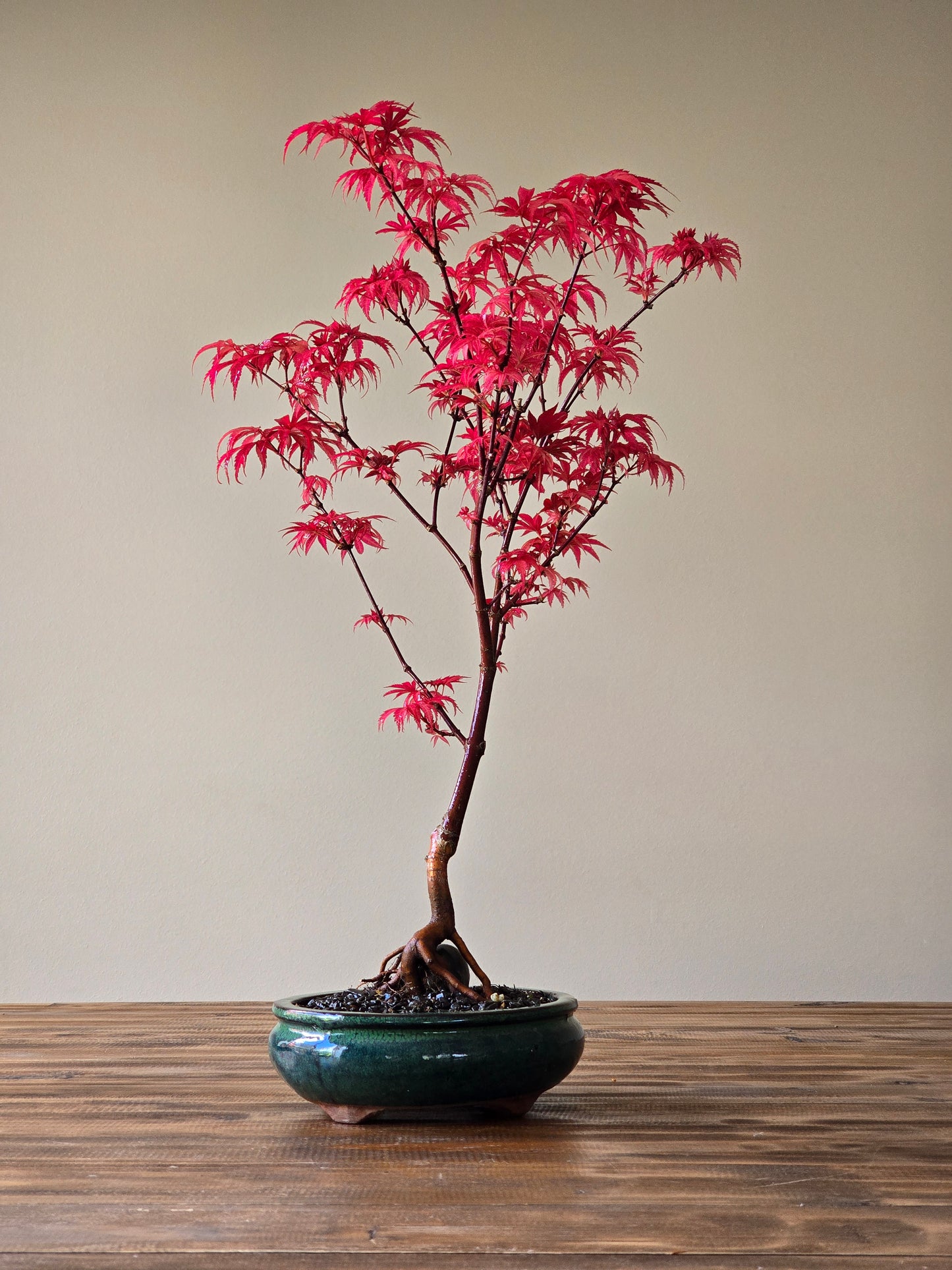 Skeeter's Broom Japanese Maple Bonsai