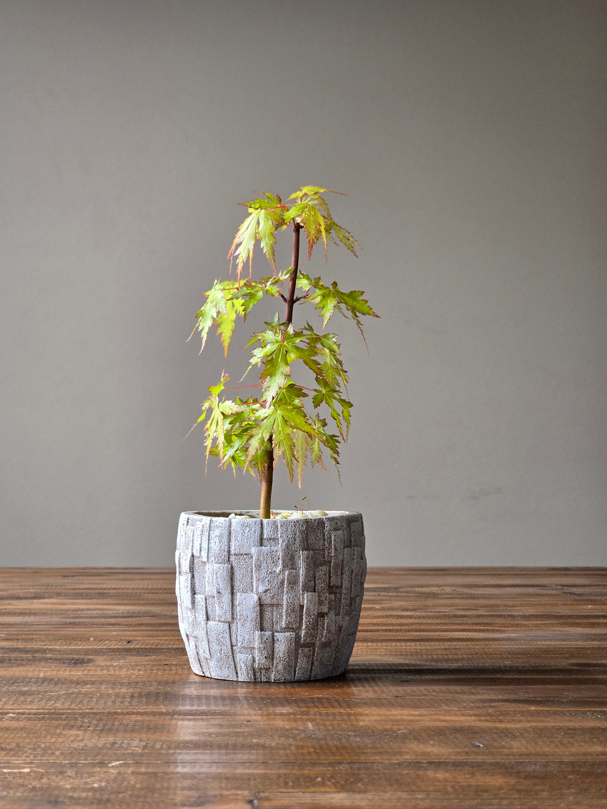 Japanese Maple Bonsai Starter