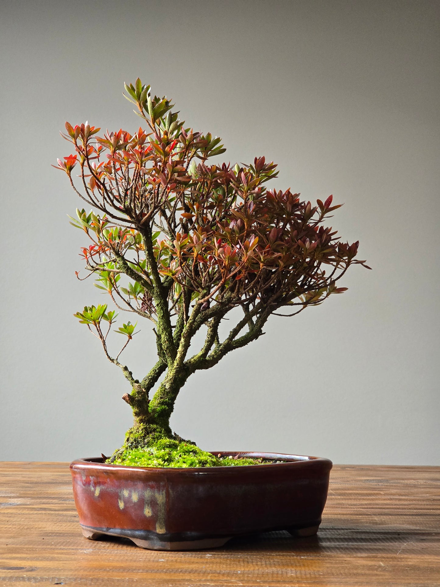 Azalea Bonsai
