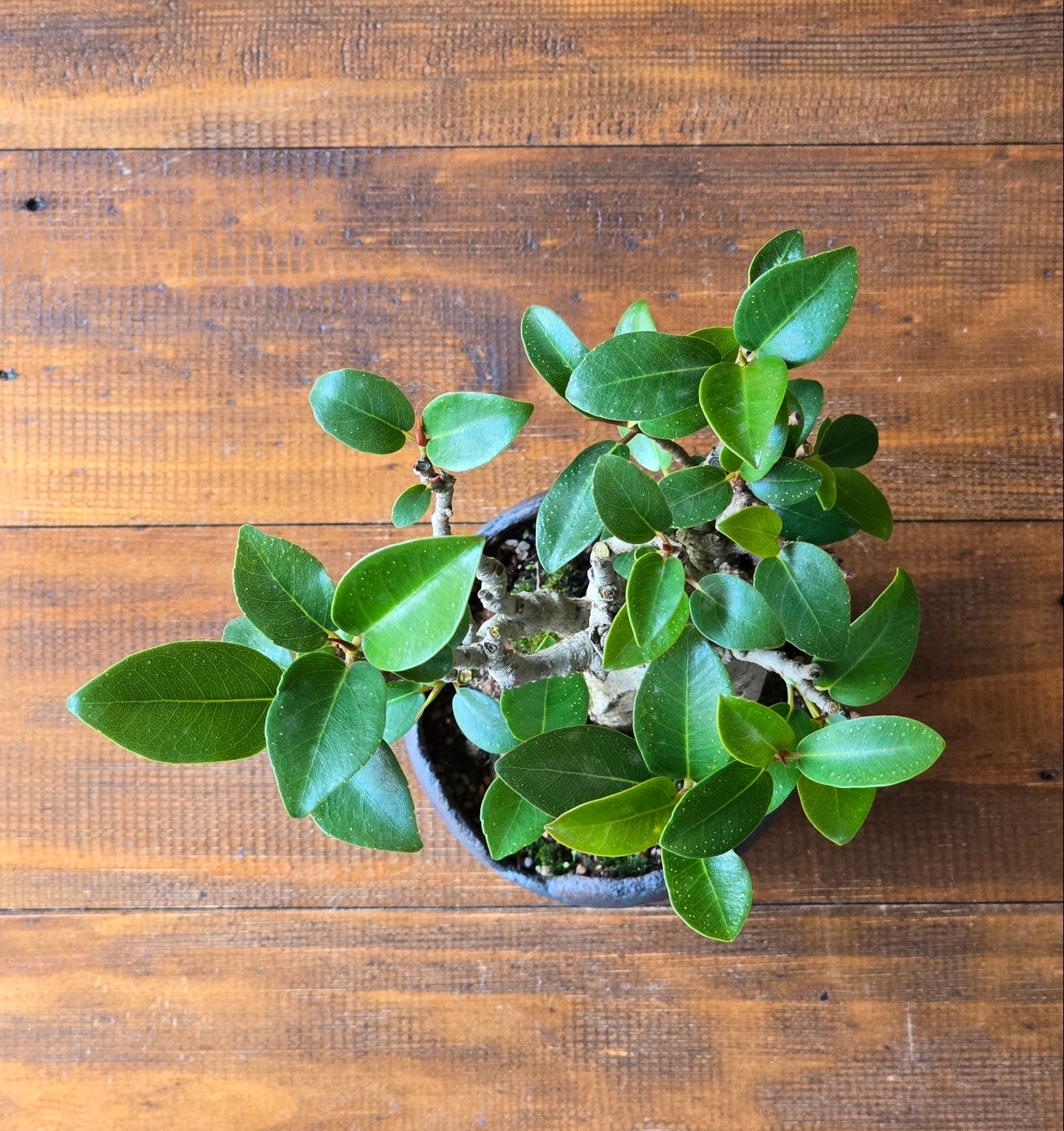 Advanced Ficus Rubiginosa (Port Jackson Fig) Bonsai in handmade pot