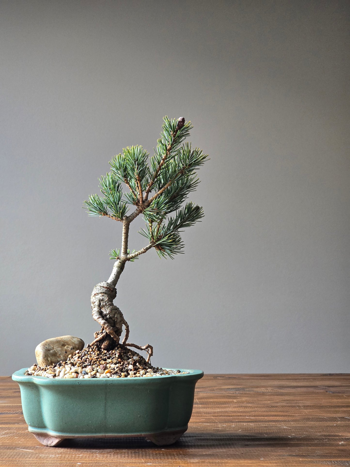 Japanese White Pine Bonsai
