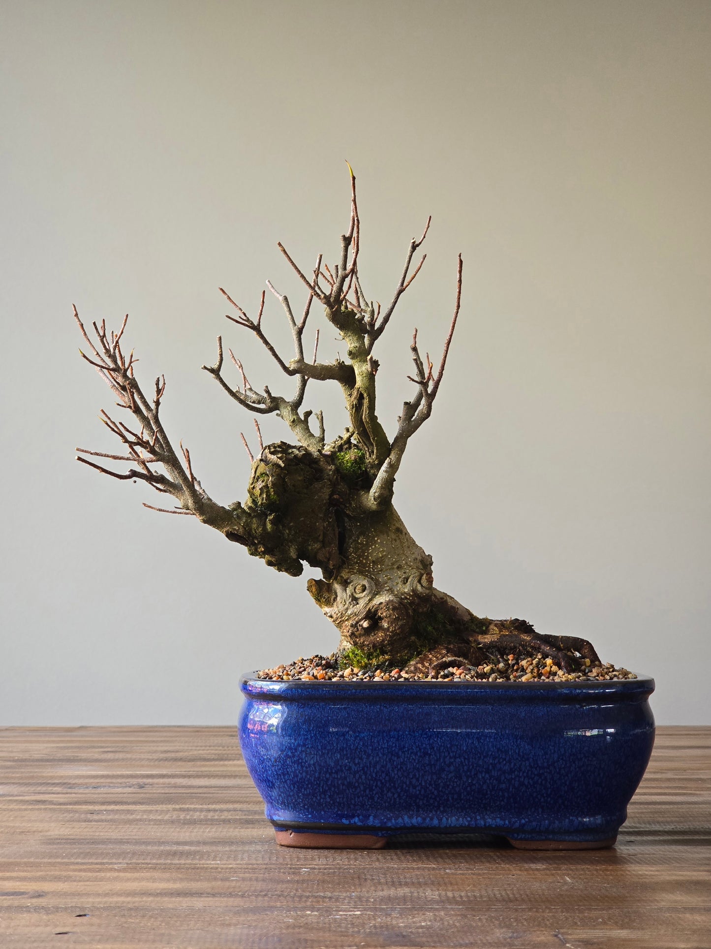Advanced Tiger Bark Ficus (Rare)