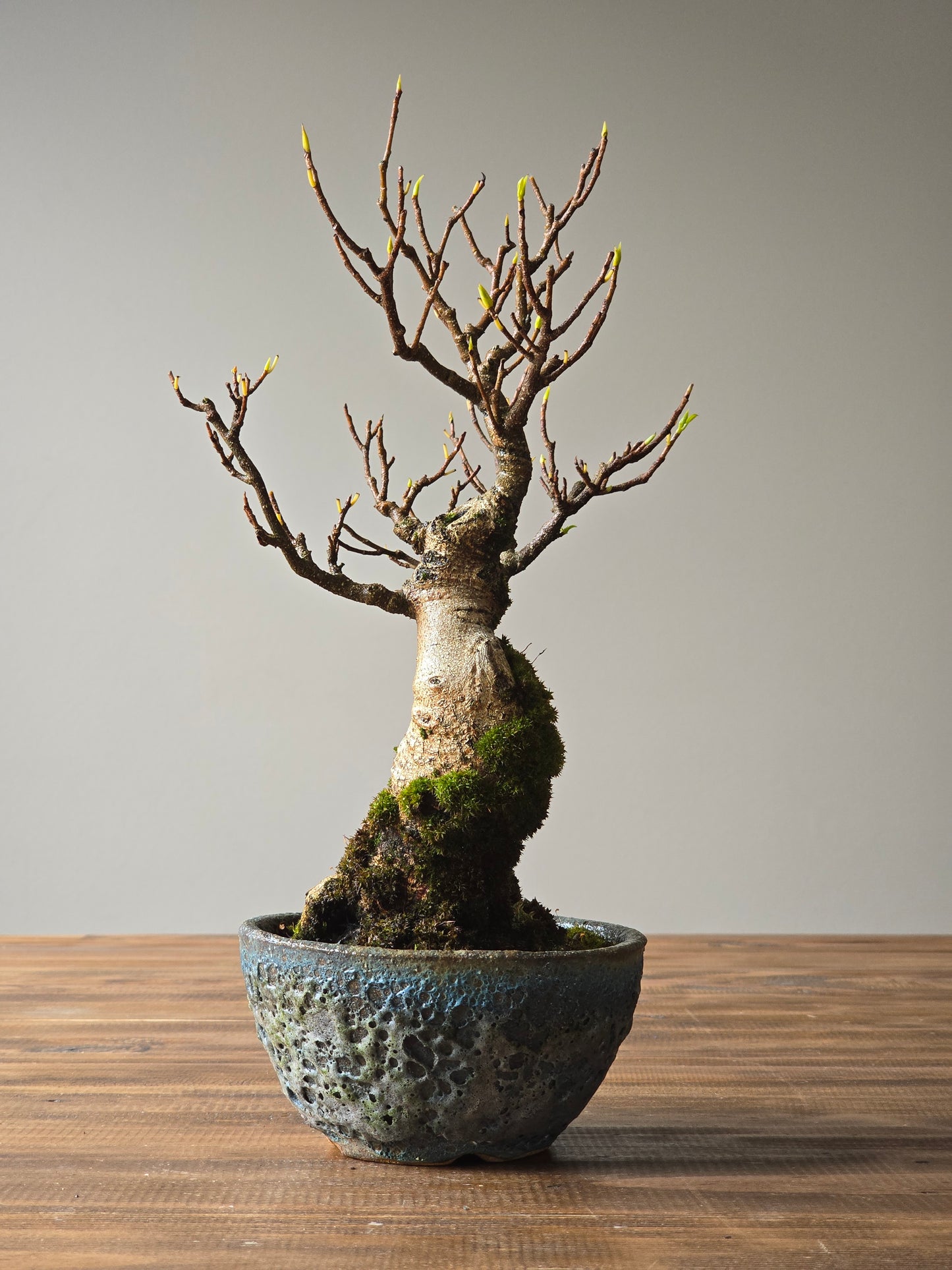 Advanced Ficus Rubiginosa (Port Jackson Fig) Bonsai in handmade pot