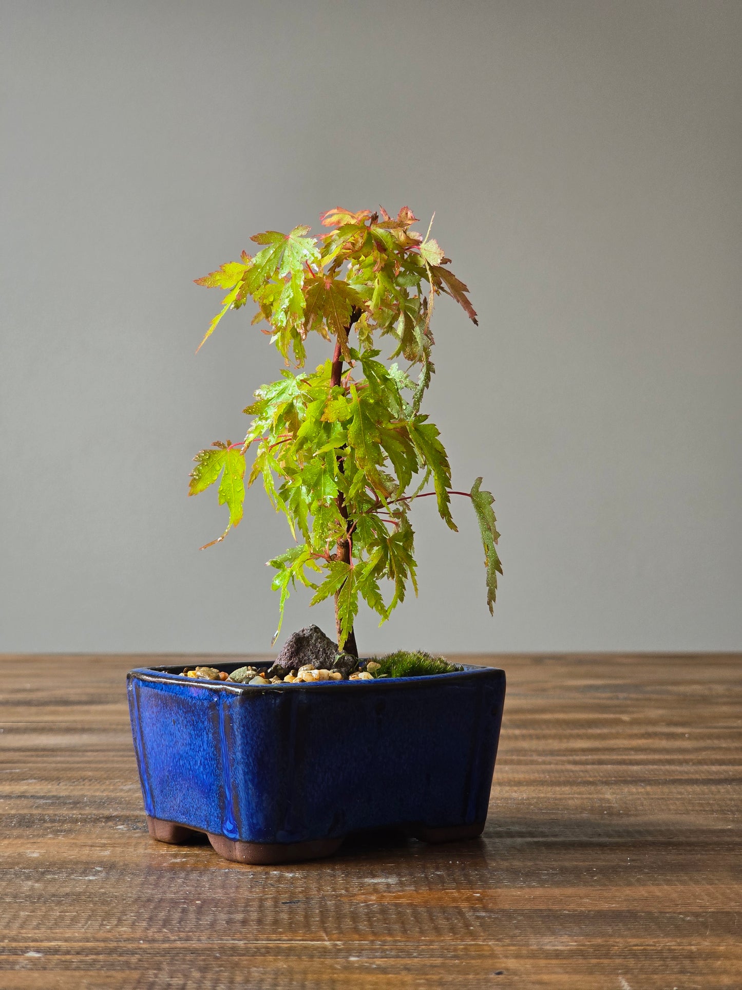 Mame Coral Bark Japanese Maple