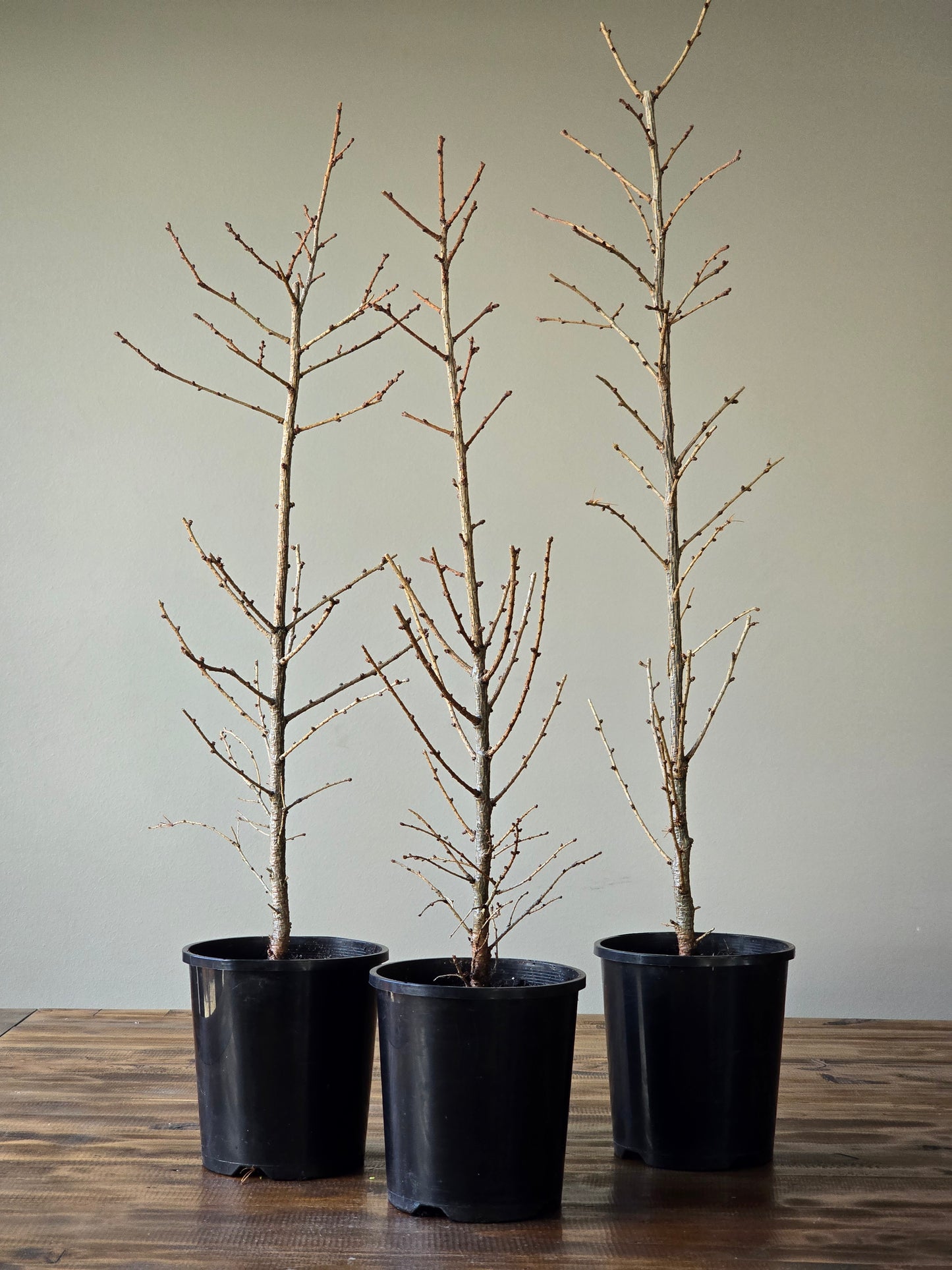 3 Japanese Larch Bonsai Forest Starters