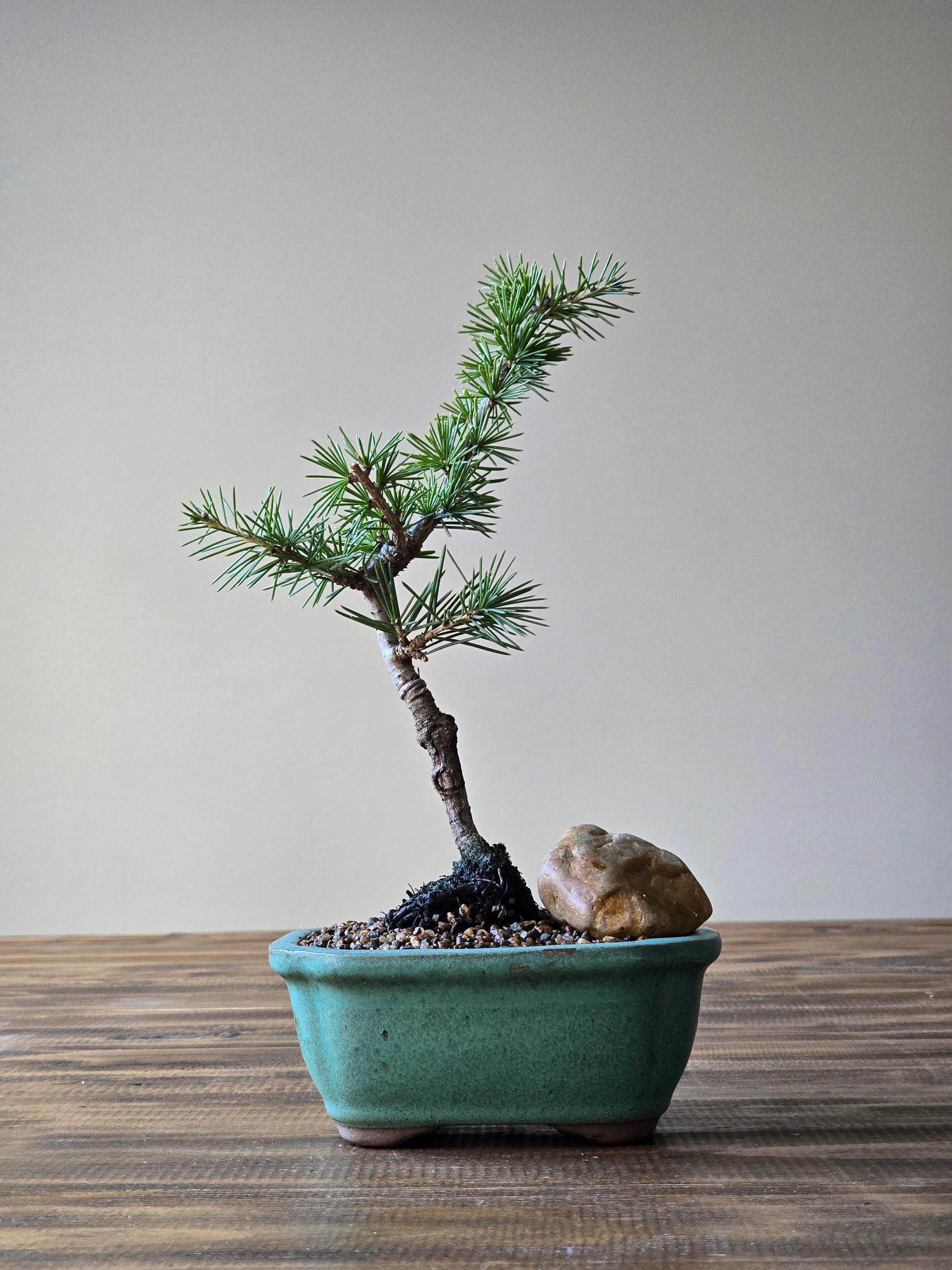 deodar cedar bonsai tree Mame Cedar Bonsai, Cedrus Atlantica – B for Bonsai