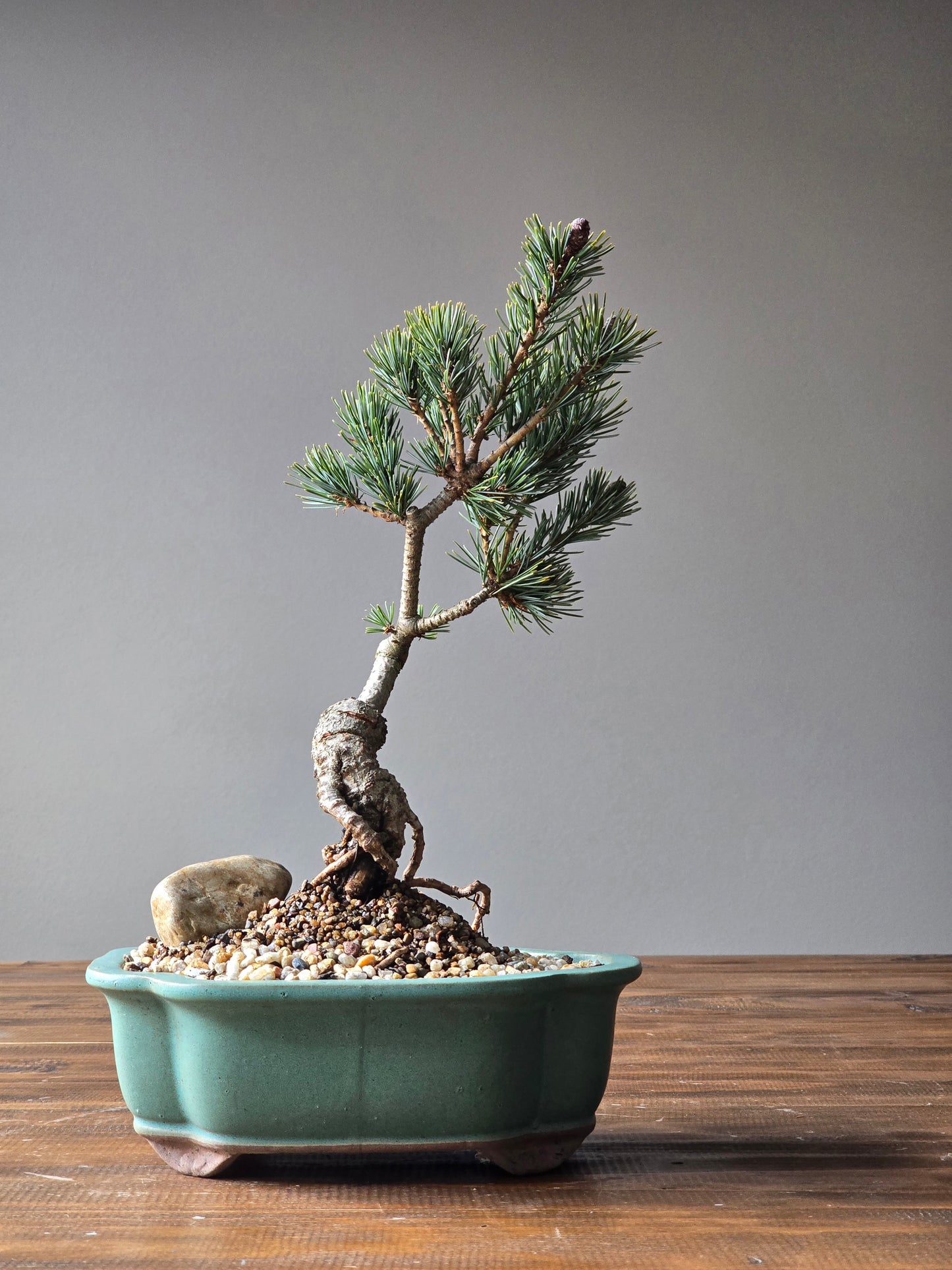 Japanese White Pine Bonsai