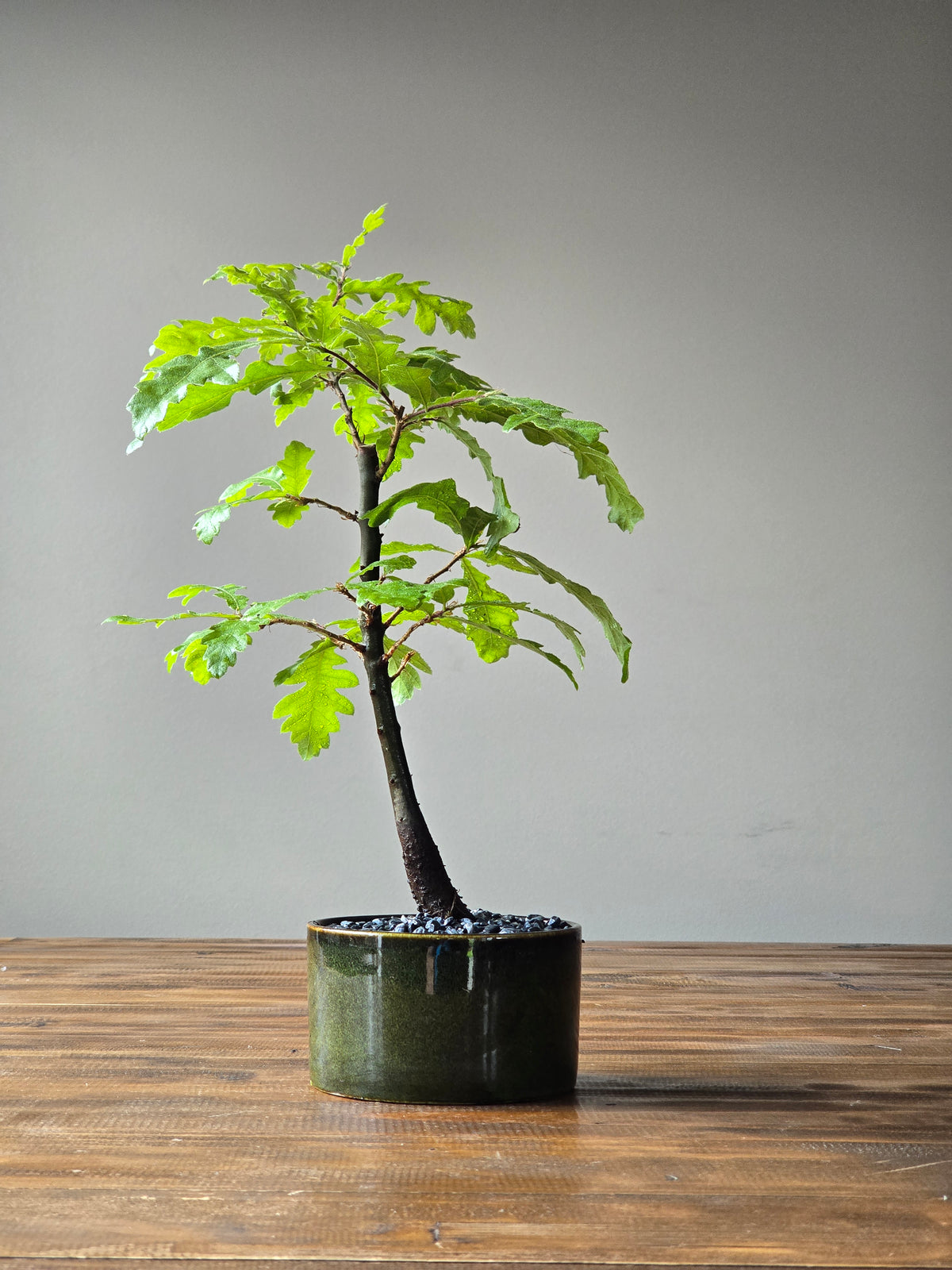English Oak Bonsai