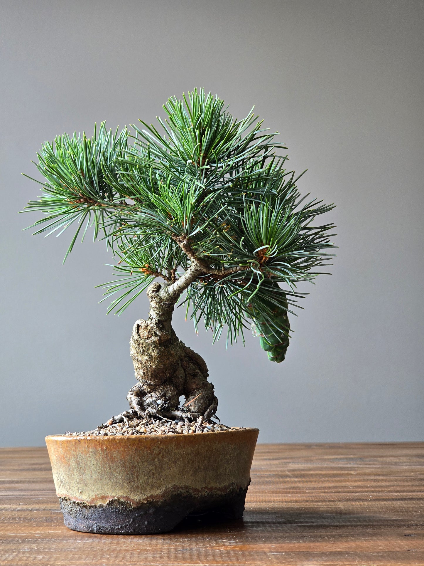 Japanese White Pine - FUKAI in Handmade Pot