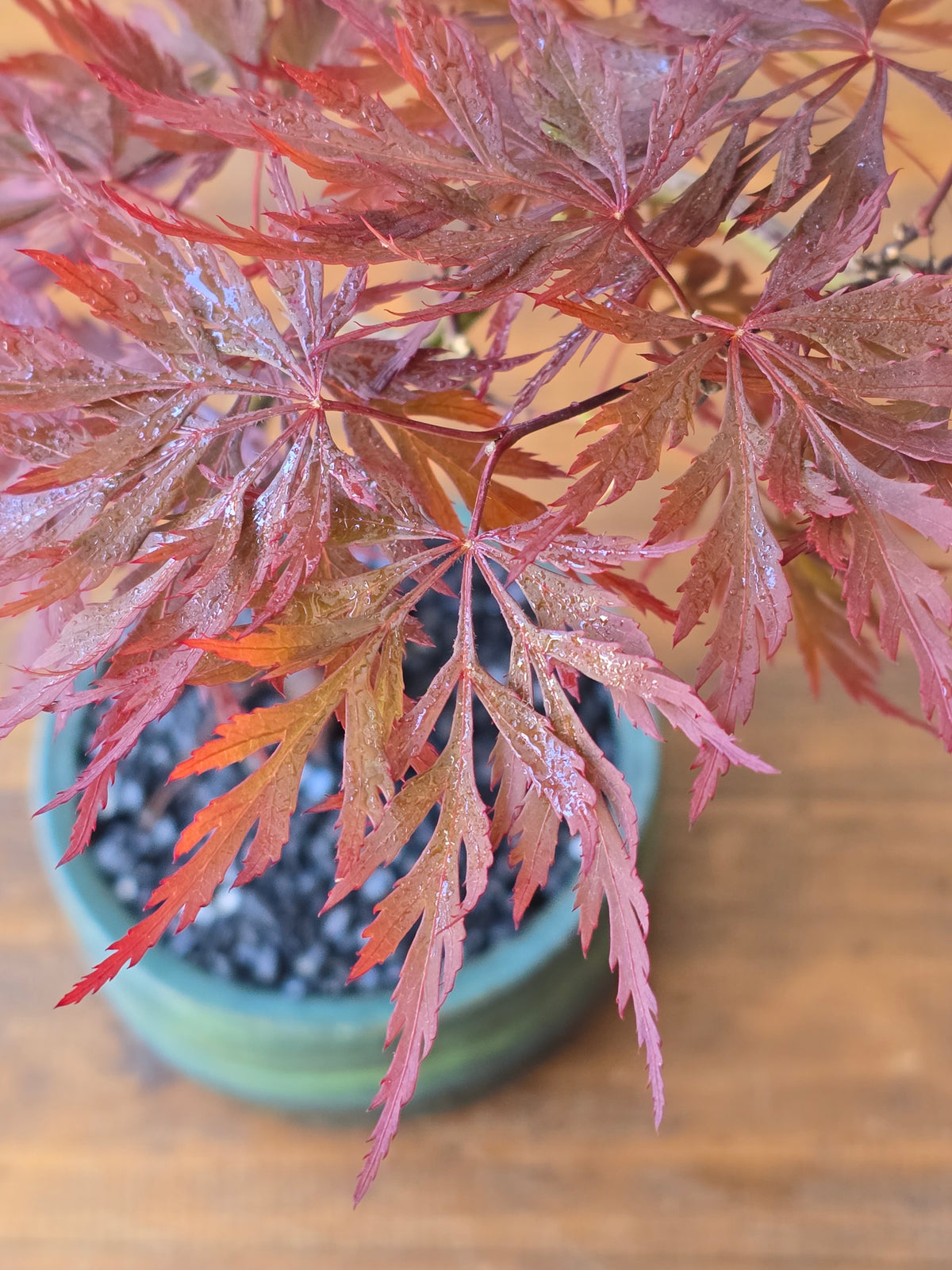 Japanese Maple "Baldsmith" handmade pot