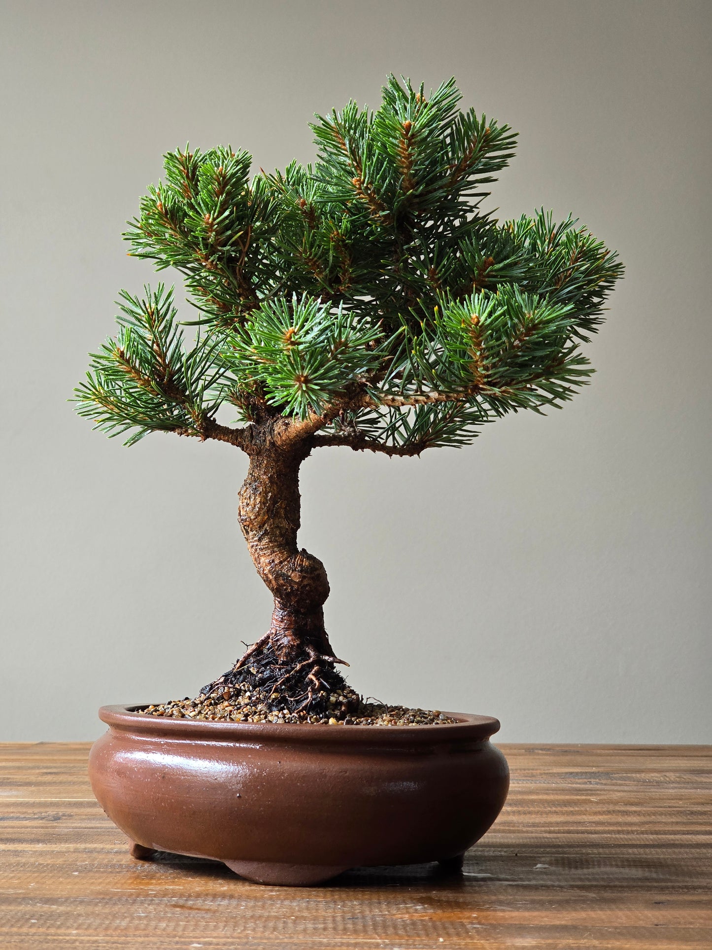 Pinus Sylvestris Saxatilis Bonsai