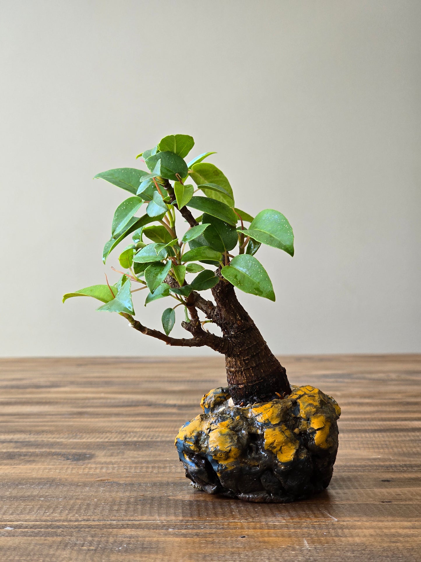 Mame Ficus Rubiginosa (Port Jackson Fig) Bonsai in handmade pot