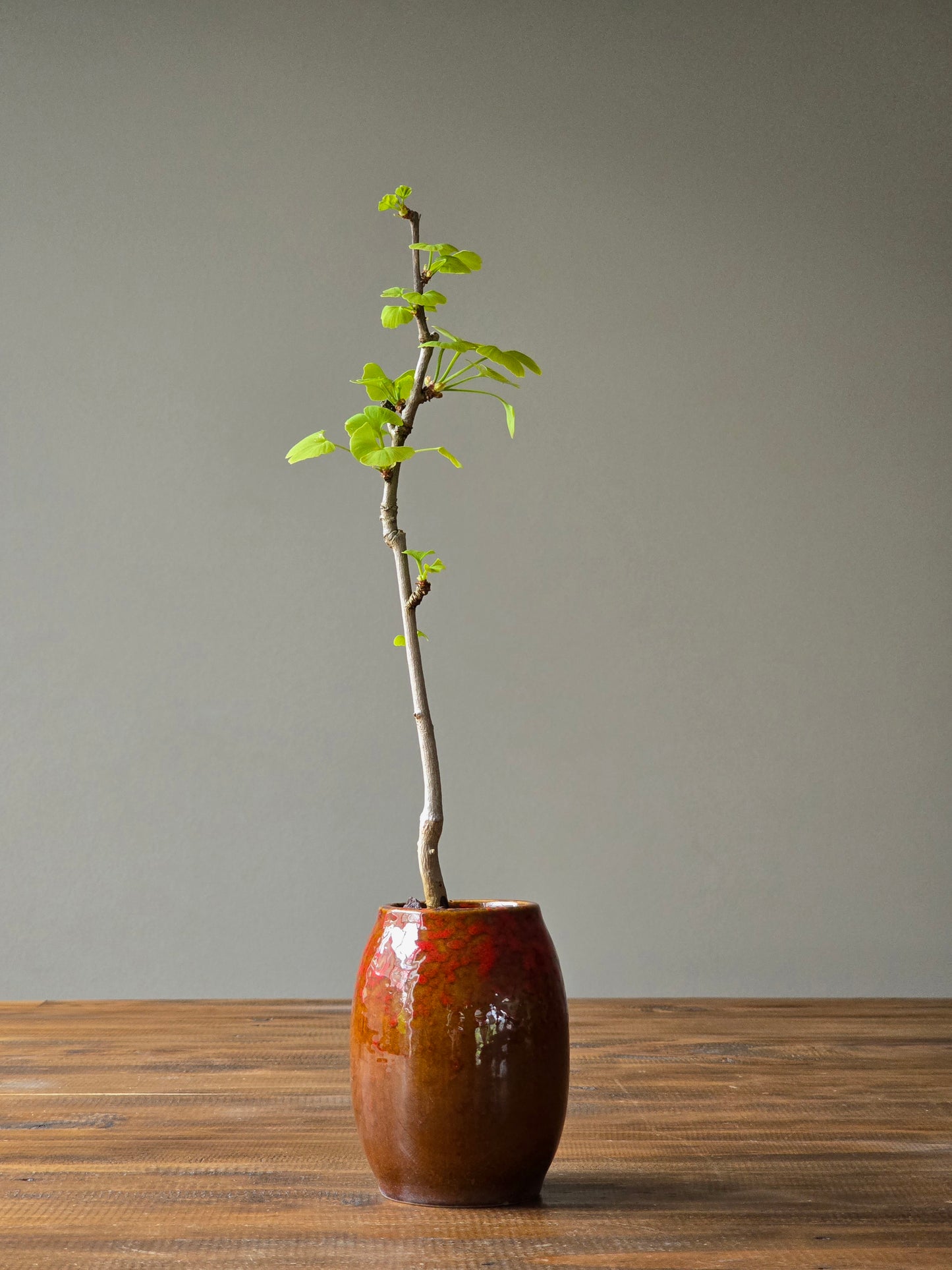 Gingko Biloba Bonsai Starter