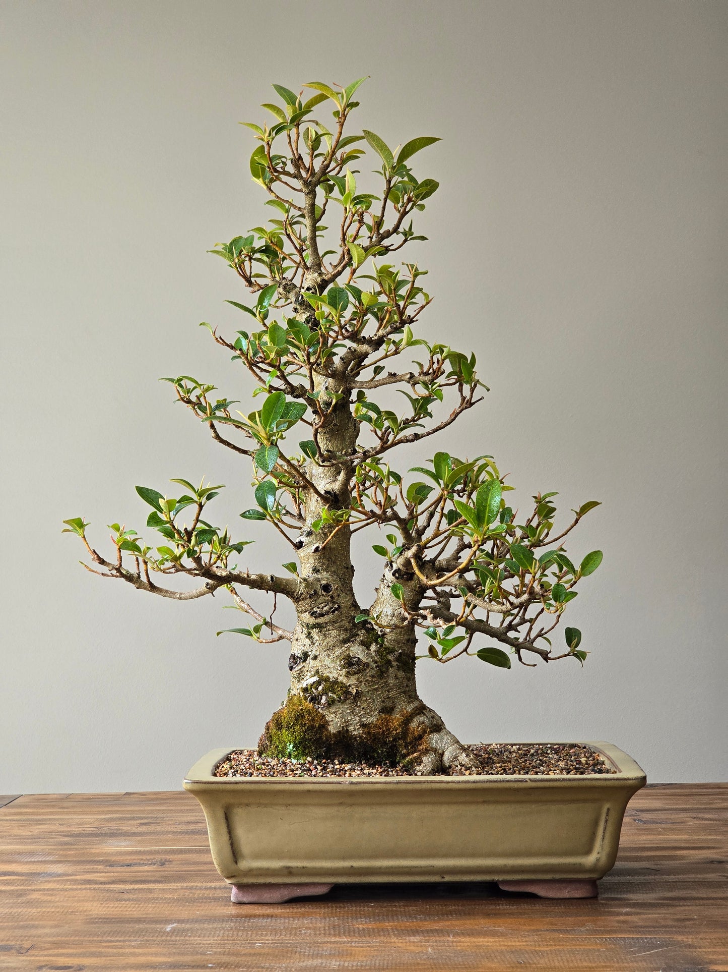 Advanced Ficus Rubiginosa (Port Jackson Fig) Lay-by Available