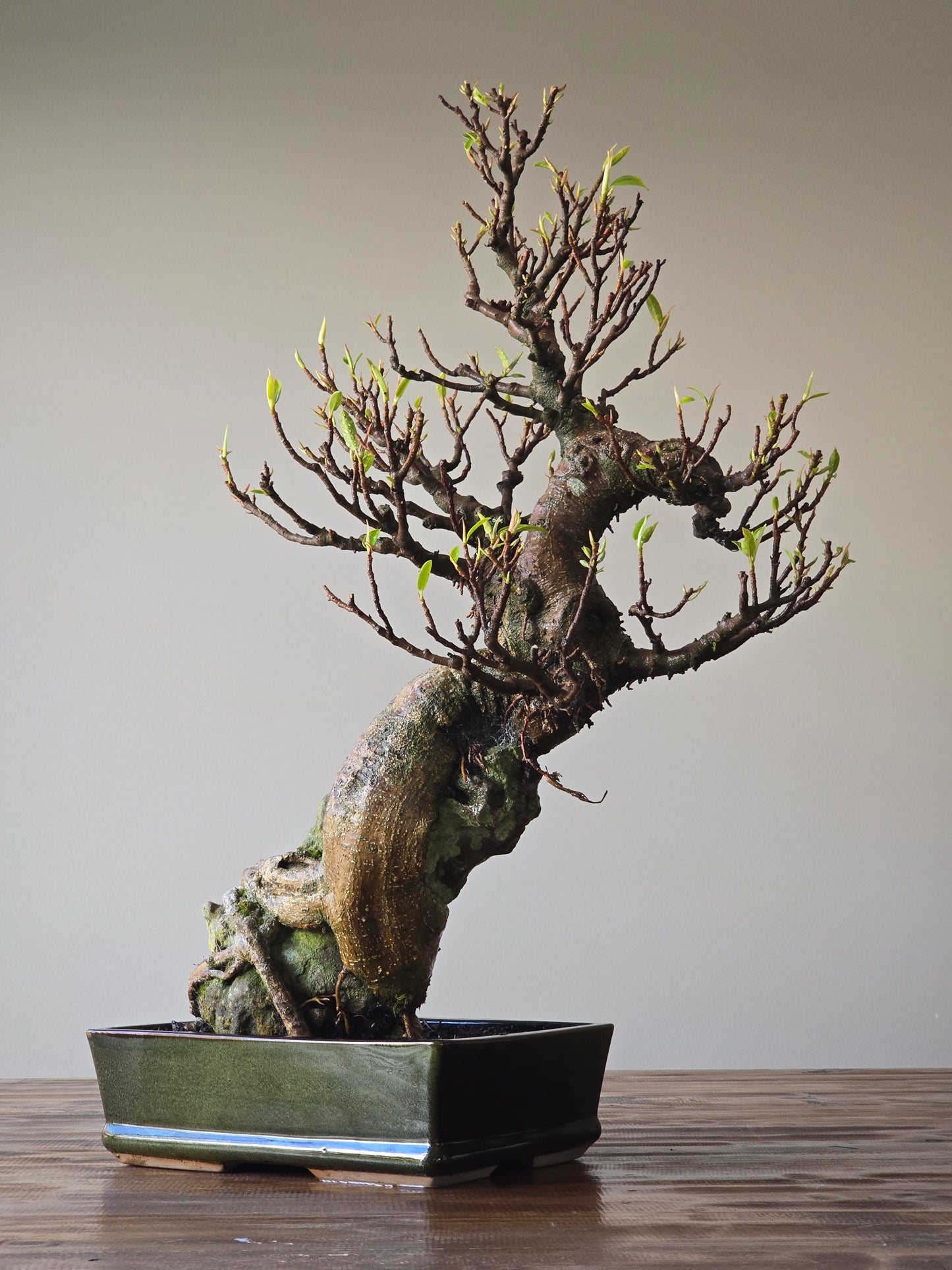 Root-Over-Rock Advanced Ficus Rubiginosa (Port Jackson Fig) Lay-by Available