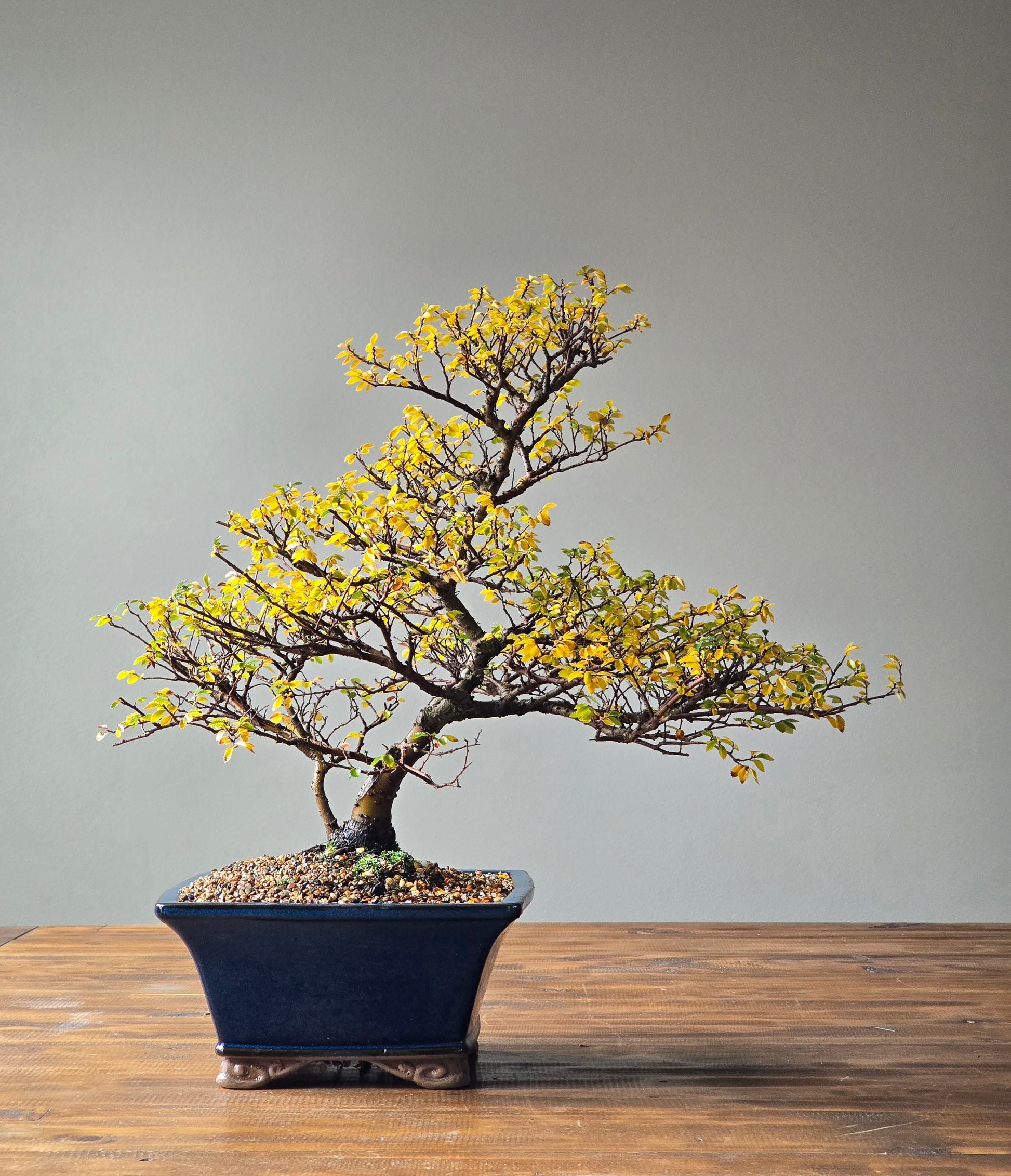 large chinese elm bonsai tree Large Chinese Elm Bonsai #01 (Lay-by Available) – B for Bonsai