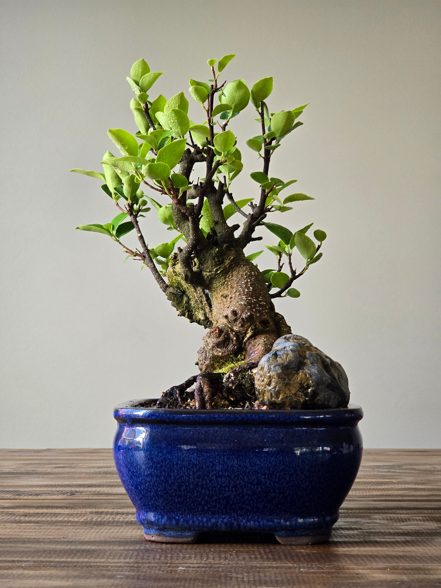 Advanced Tiger Bark Ficus (Rare)