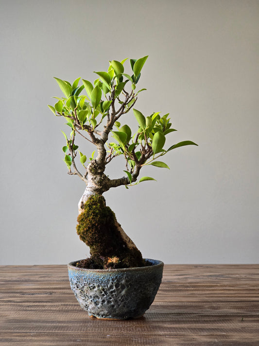 Advanced Ficus Rubiginosa (Port Jackson Fig) Bonsai in handmade pot