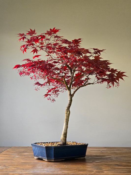 Large Bloodgood Japanese Maple (PICKUP ONLY)