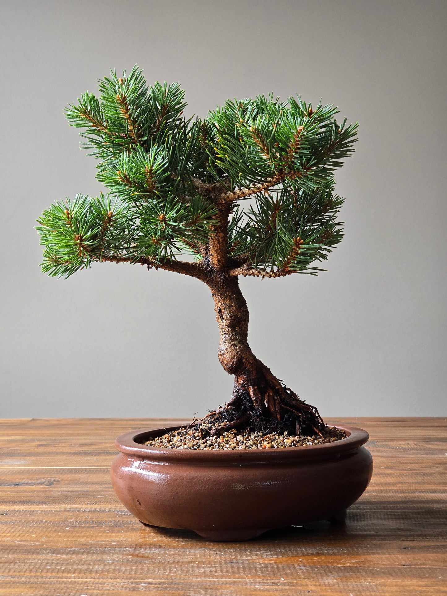 Pinus Sylvestris Saxatilis Bonsai