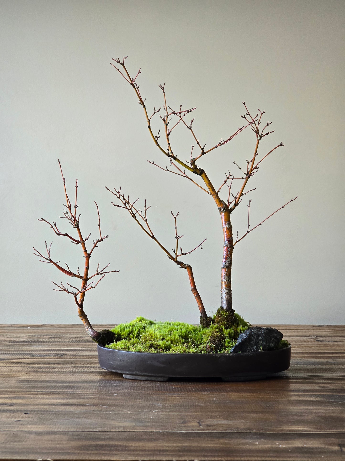 Japanese Maple Bonsai