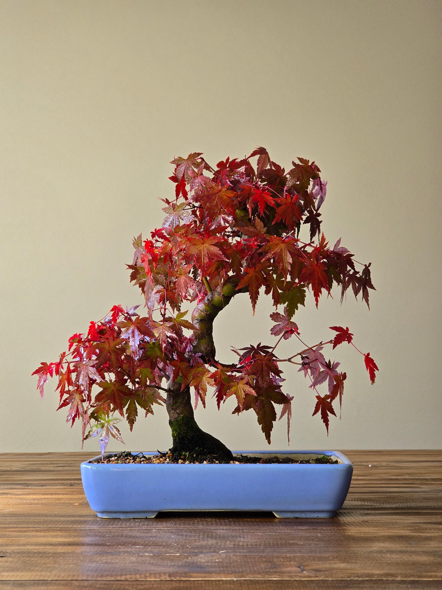 Advanced Japanese Maple Bonsai, Purple Shallow Pot (Lay-by Available)